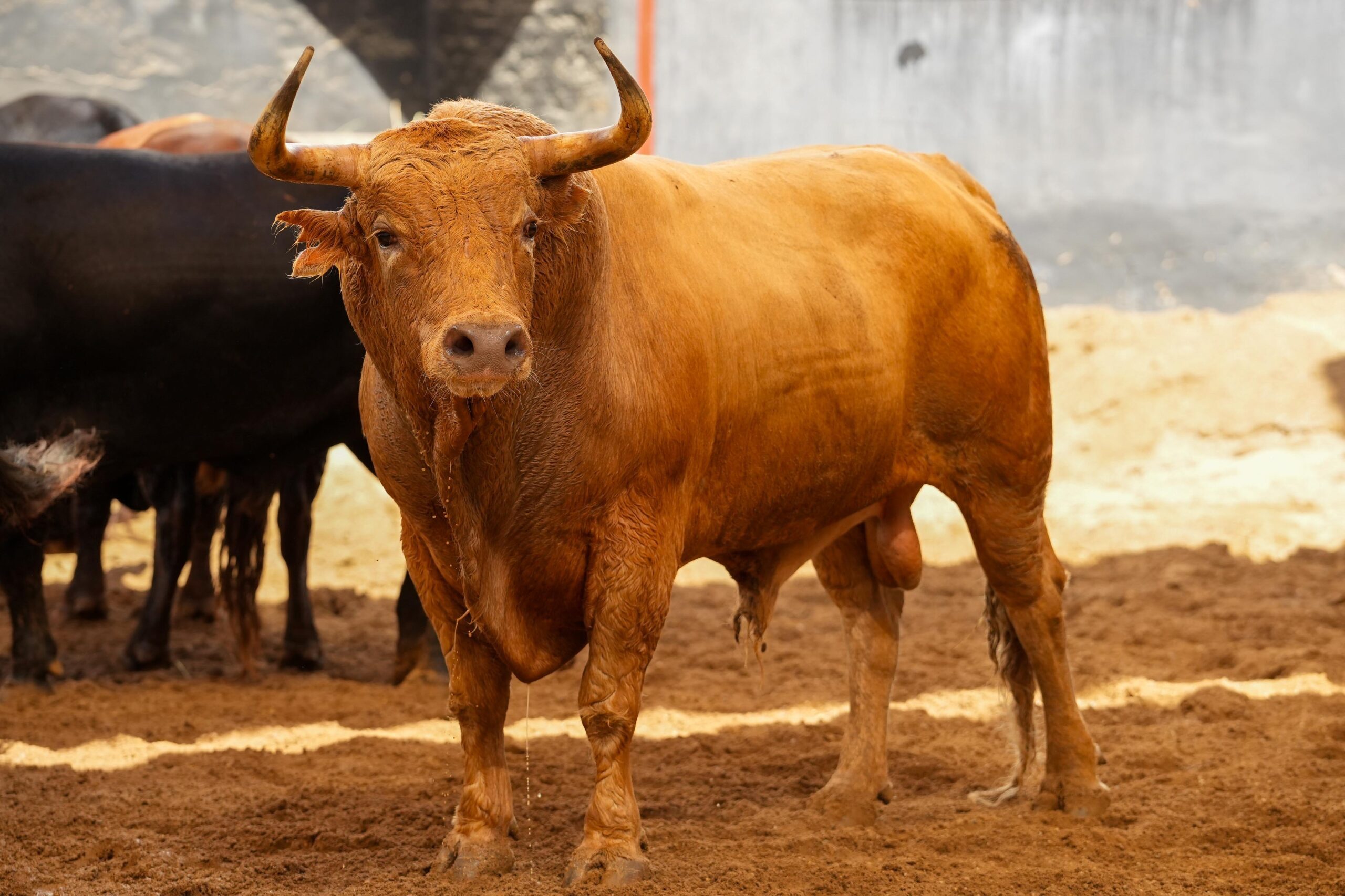 CAMPECHANO, quinto toro de Jandilla