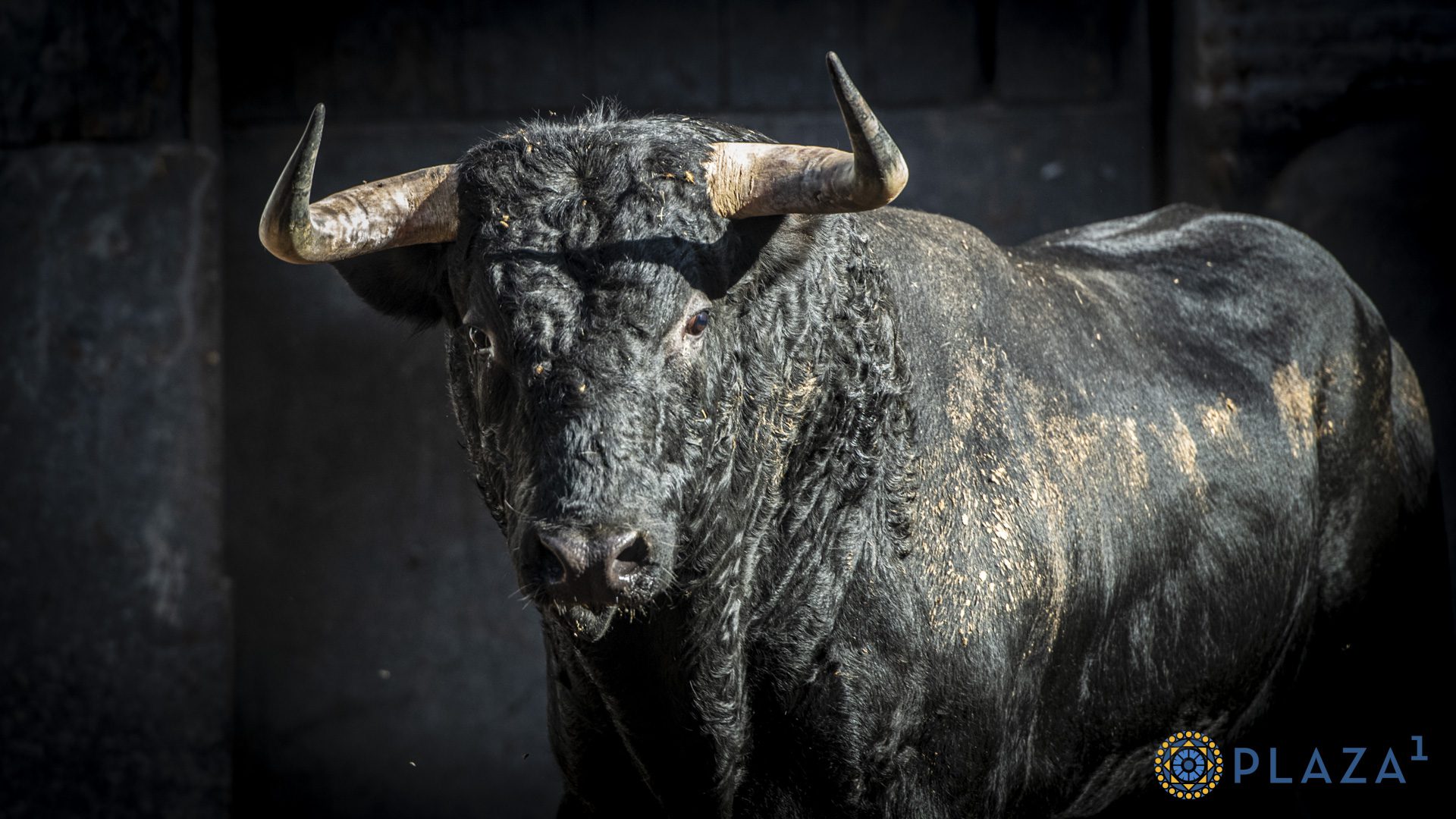 Detalles en corrales de Las Ventas