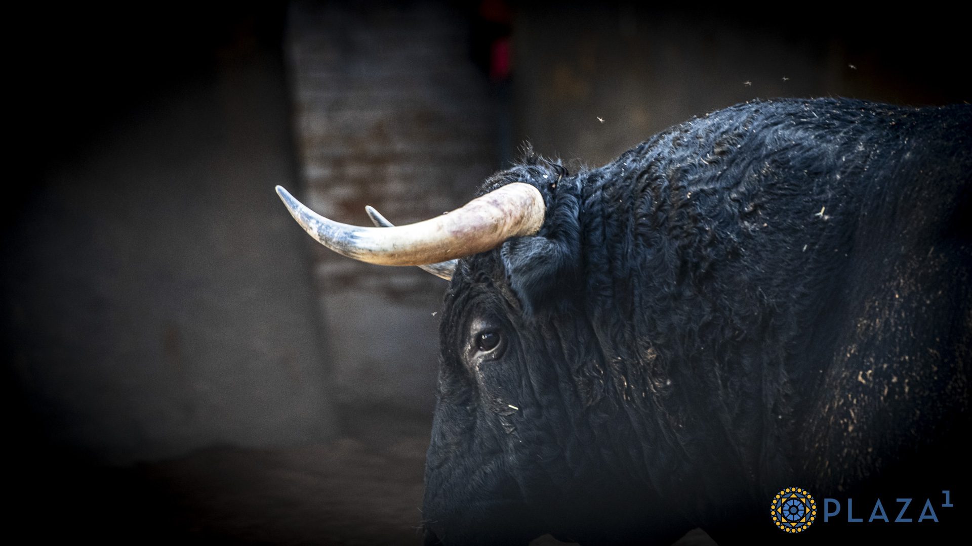 Detalles en corrales de Las Ventas