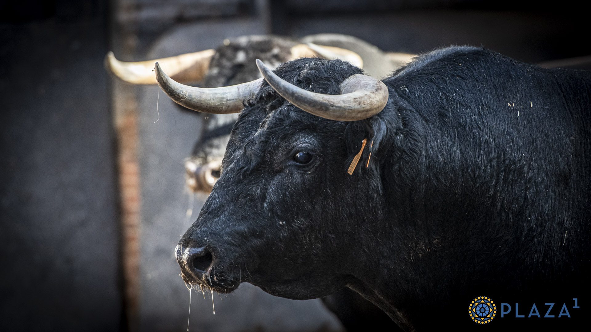 Seis novillos de diferentes ganaderías para la novillada de esta tarde en Las Ventas