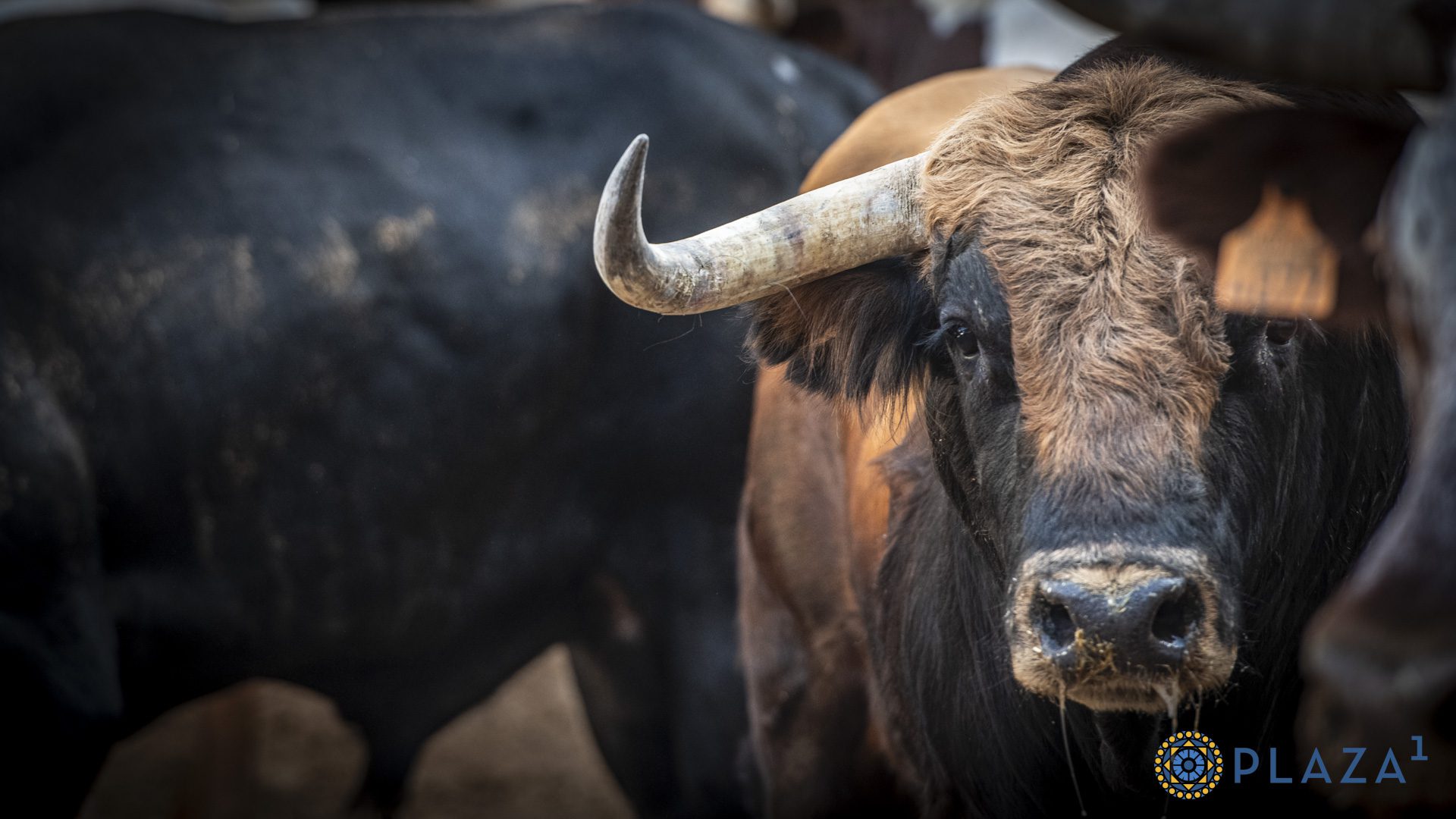 Detalles en corrales de Las Ventas