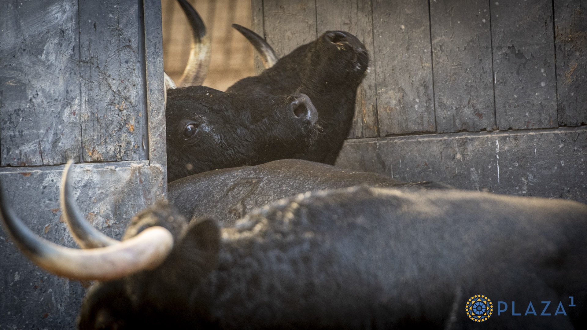 «Hechicero» abre el primer pulso ganadero de septiembre en Las Ventas