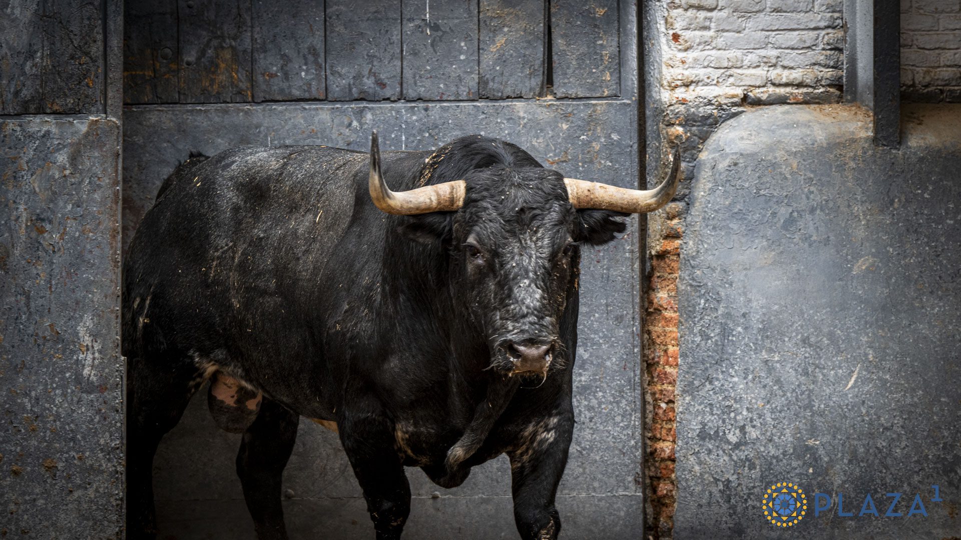 'Cazarrata' de Saltillo abre la concurso en Las Ventas