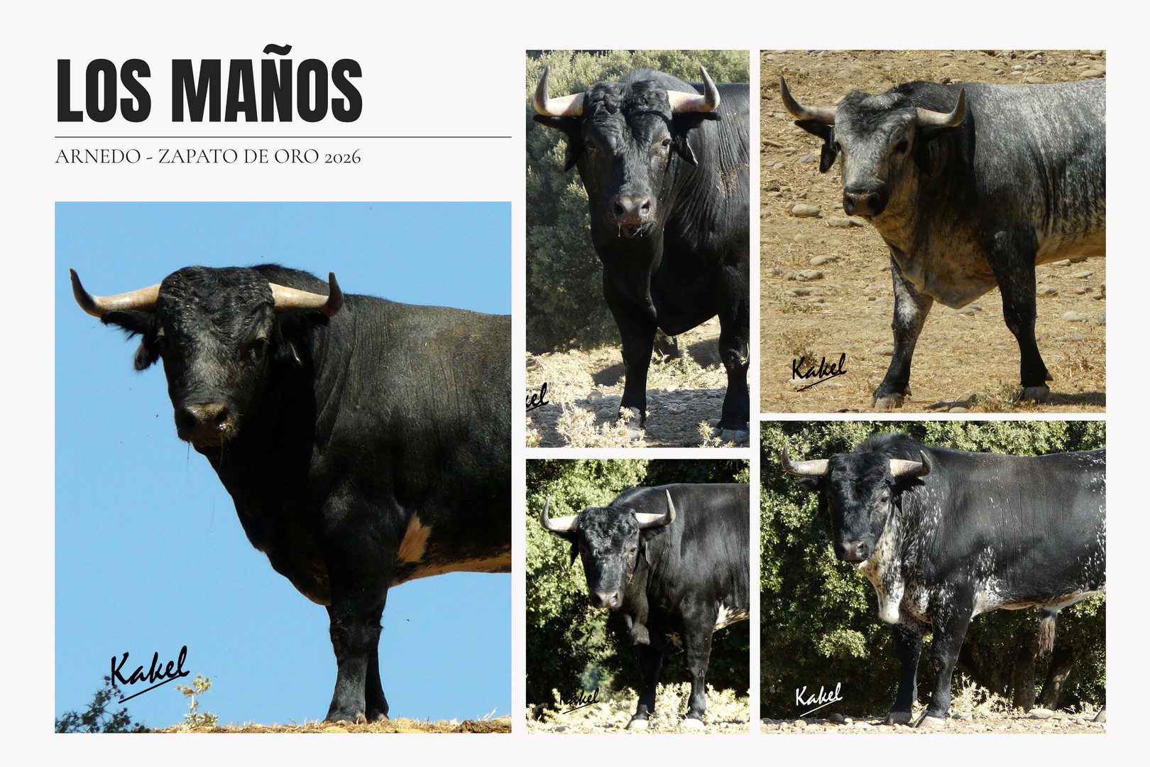 Así lucen en el campo los novillos de Los Maños para el Zapato de Oro de Arnedo (Fotos)