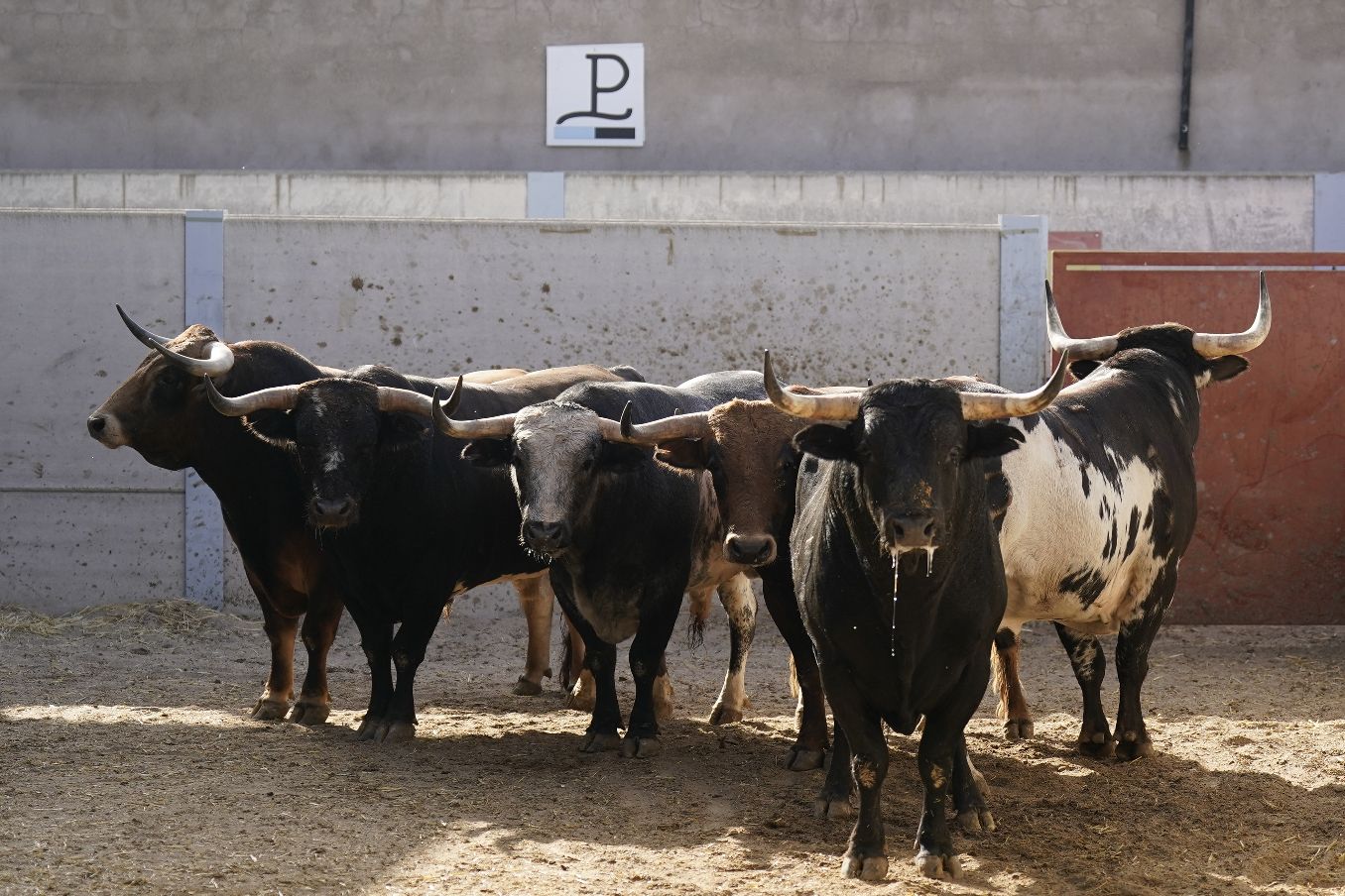 Seis novillos de Alcurrucén para esta tarde en Villaseca de la Sagra