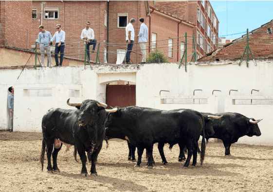 'Corintio' de Juan Pedro Domecq abre la feria de la Virgen de San Lorenzo en Valladolid