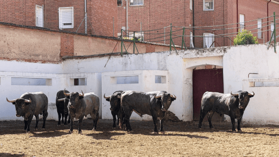 «Planeador» abre la corrida de Victorino para Escribano, Luque y Aarón Palacio en Valladolid