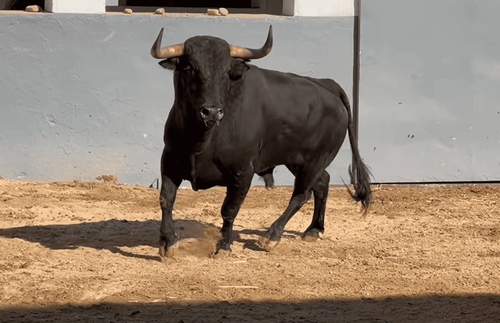 «Otus» de Jandilla abre una tarde de regresos con Castella, Luque y Caballero en Albacete
