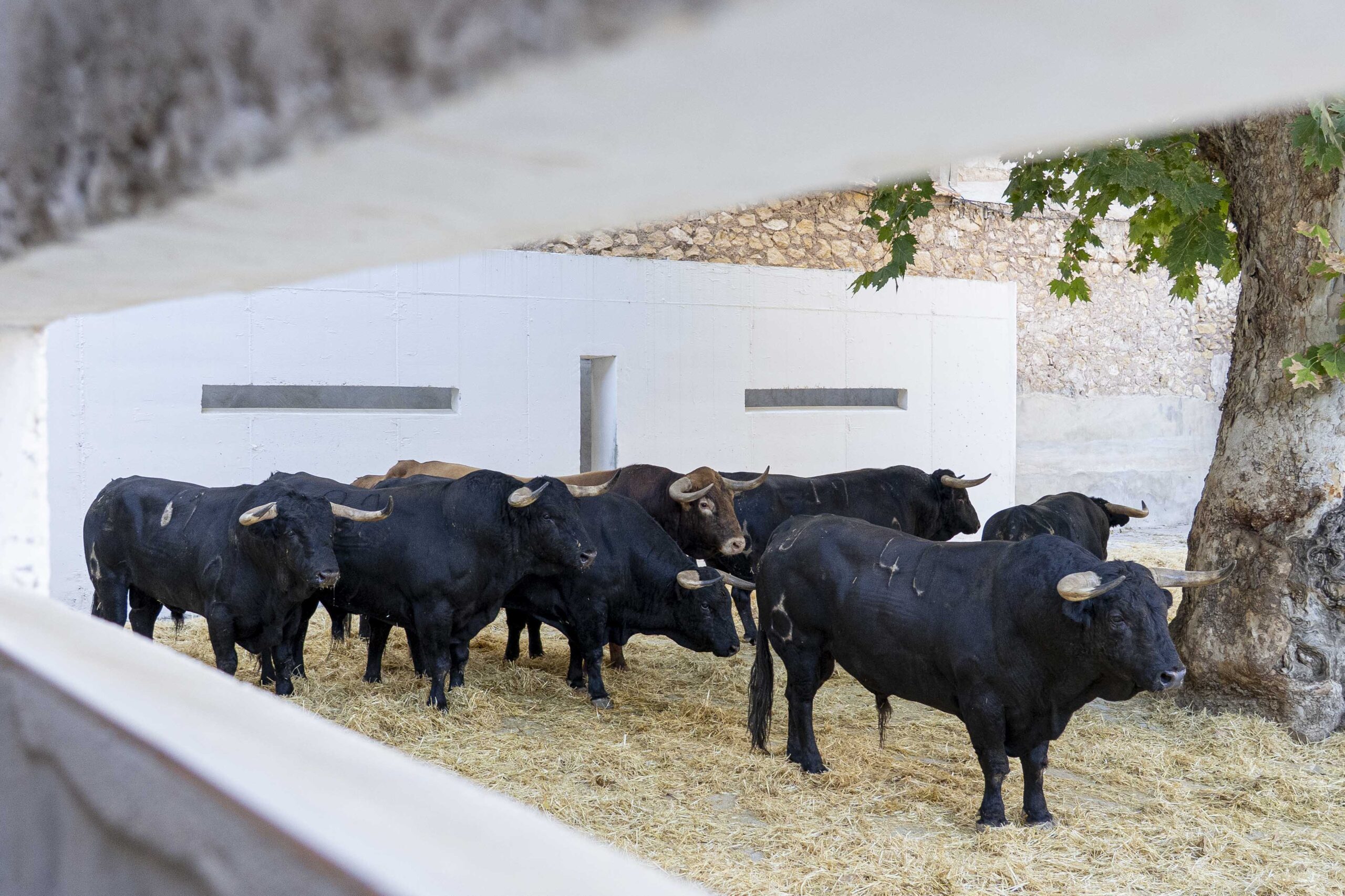 «Garbancero» de La Palmosilla abre la Feria de Murcia para Ferrera, El Fandi y Escribano