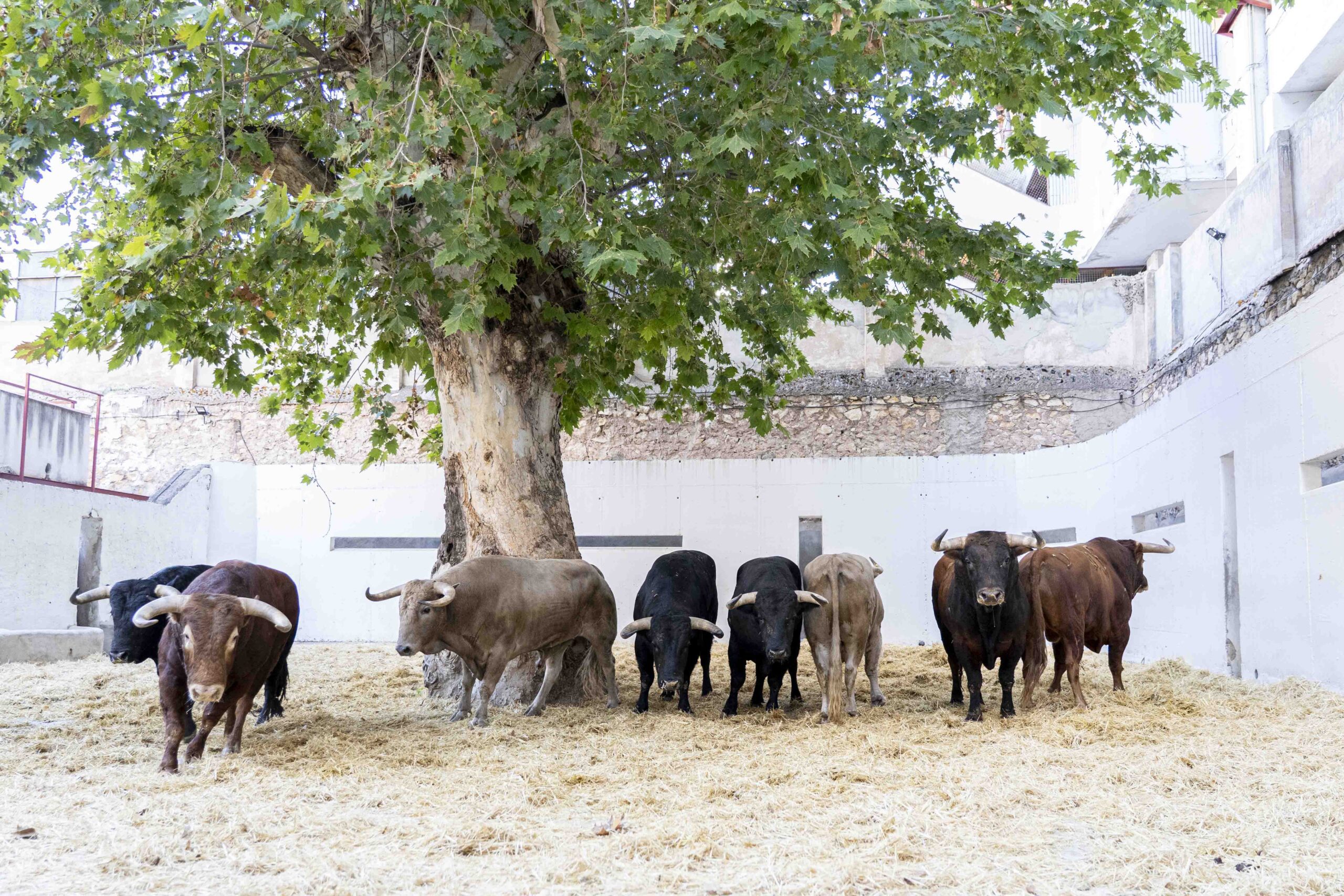 «Zonzorrón» abre el regreso de Morante a Murcia junto a Manzanares y Talavante