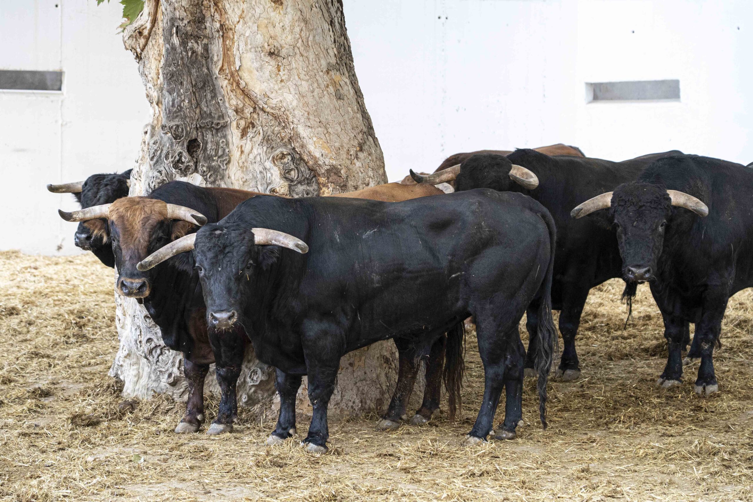 «Escultor» de Fuente Ymbro abre la novillada en Murcia