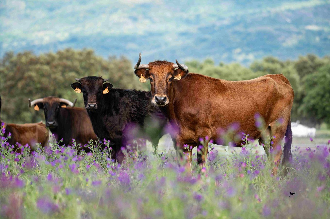Sevilla acerca el campo bravo al corazón de la ciudad con una exposición sobre biodiversidad