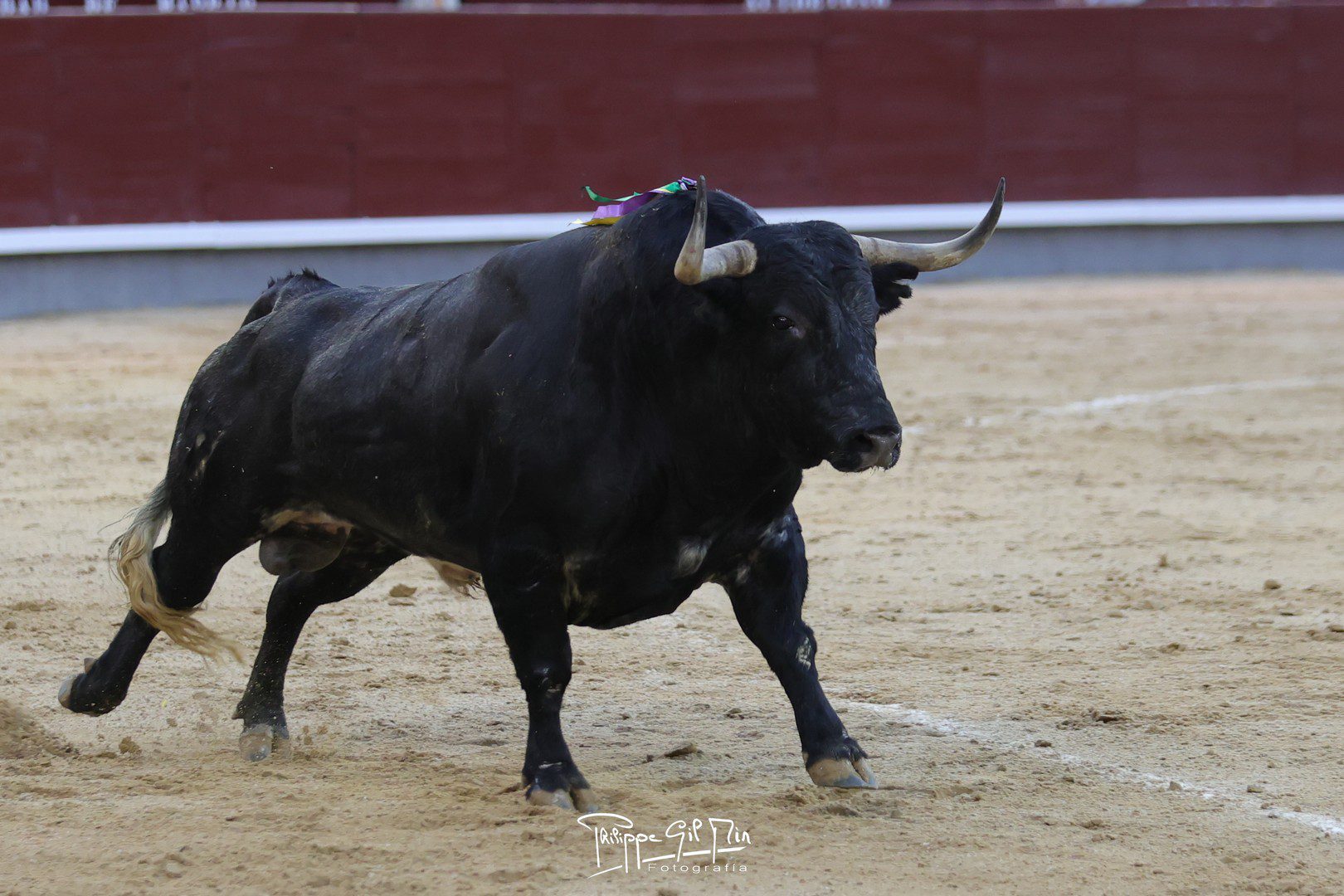‘Imaginario’, de Pallarés, se lleva el premio de la corrida concurso de Las Ventas