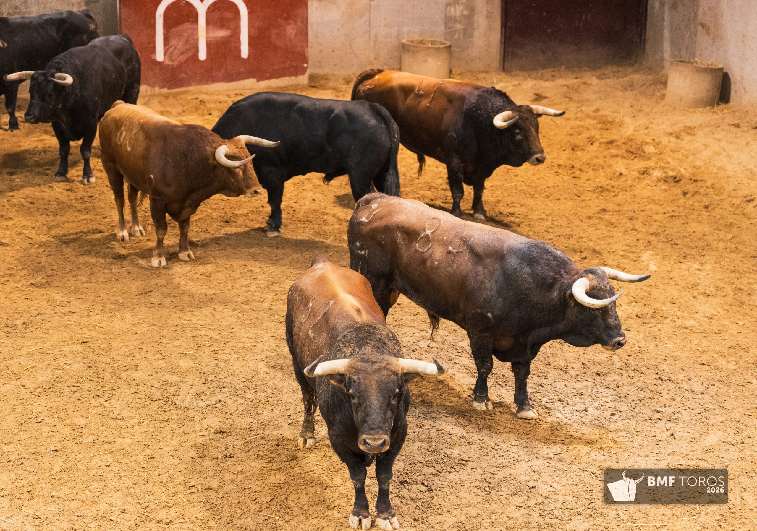 Ambiente en corrales de Logroño