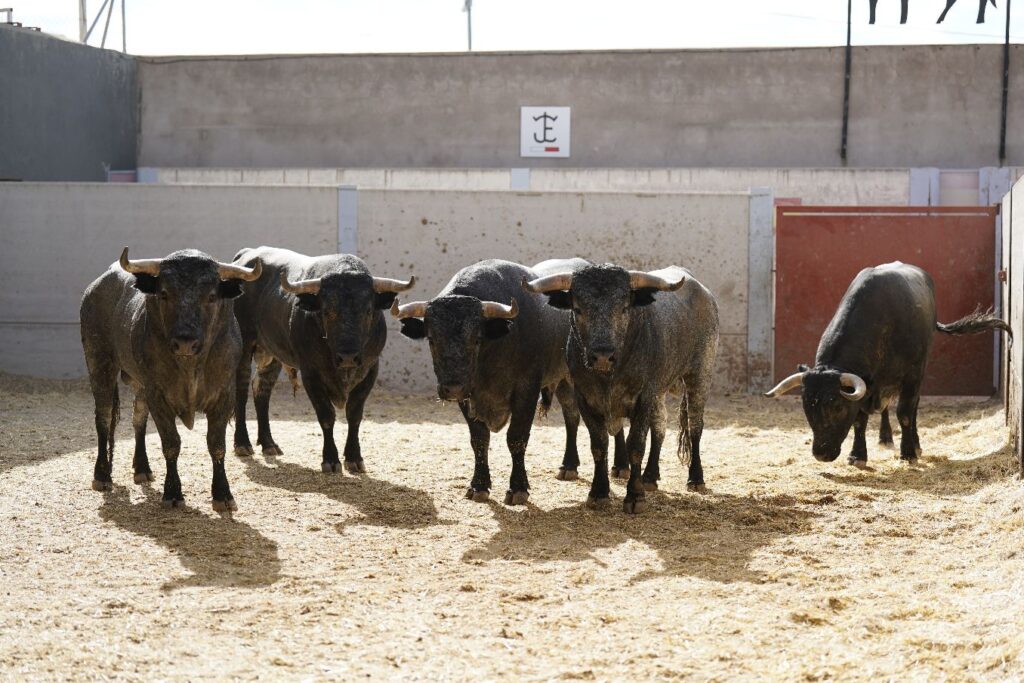 Seis novillos de José Escolar para la penúltima del Alfarero de Oro en Villaseca de la Sagra
