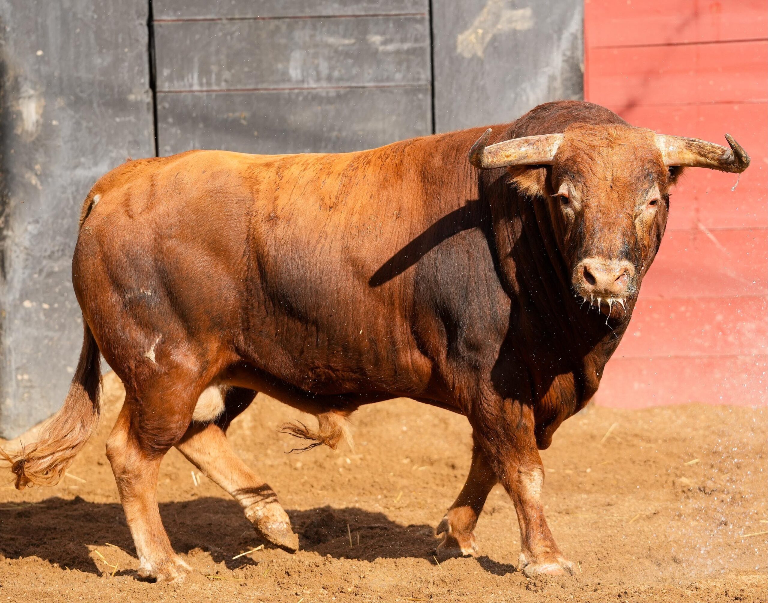 'Almacenista' de Garcigrande cierra la feria de San Miguel en Sevilla