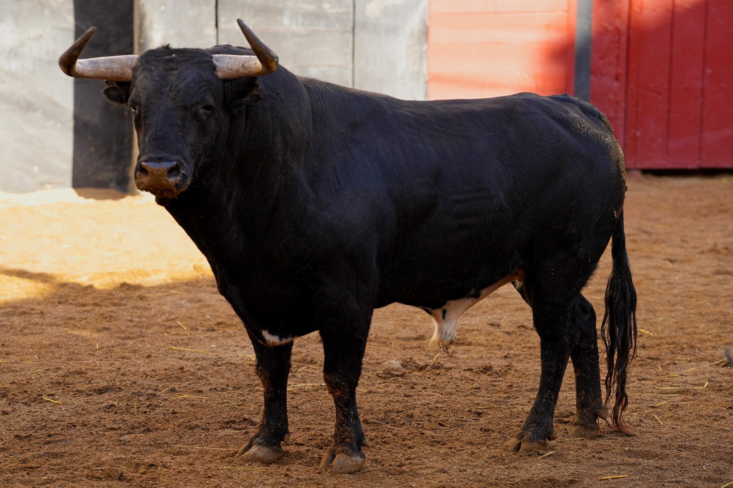 MANEJADOR, tercer toro de Garcigrande
