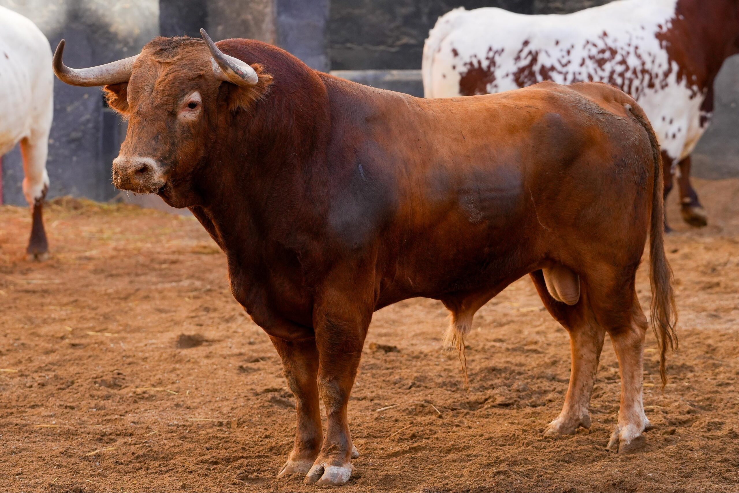 COLORIDO, primer toro de Garcigrande