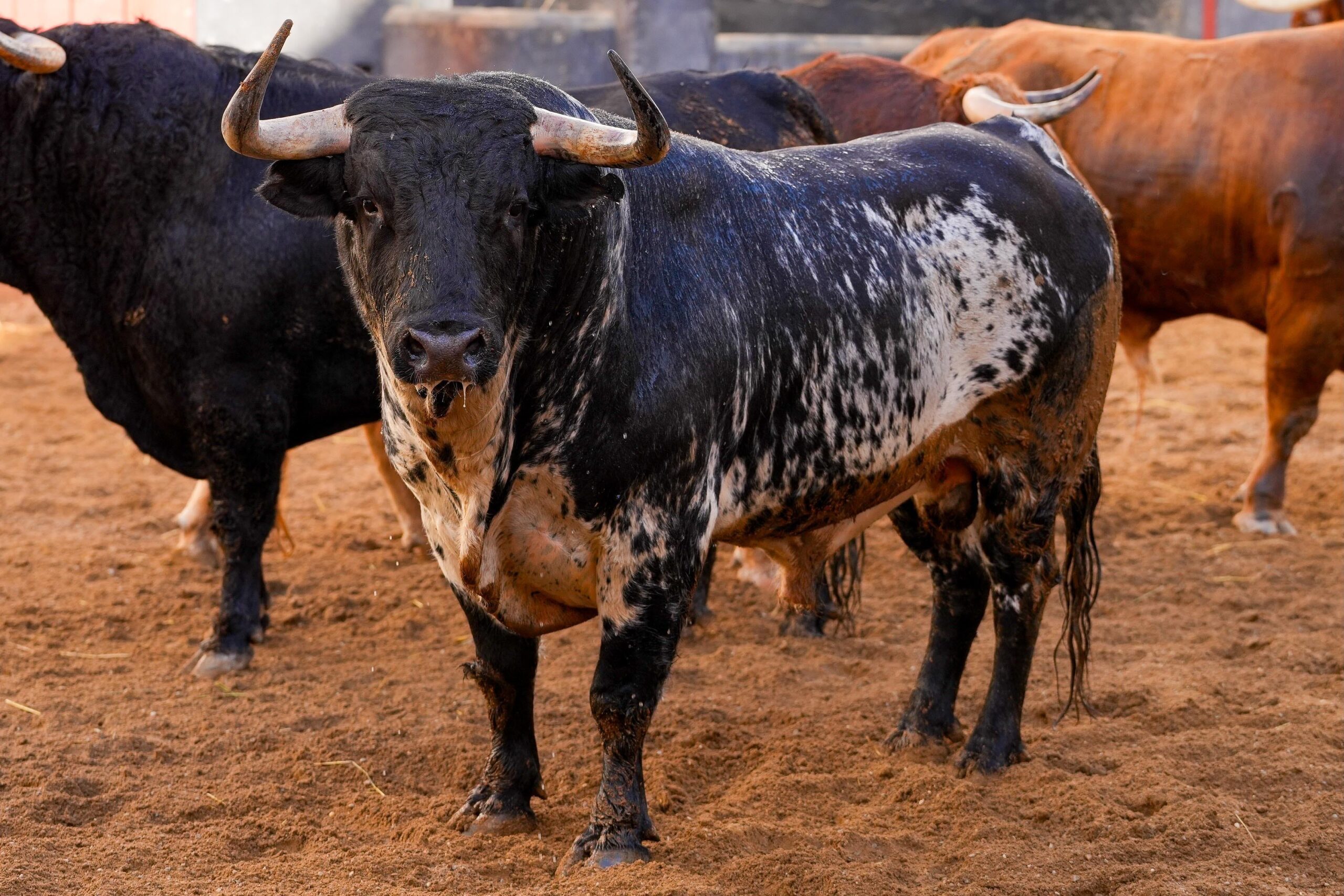 LUNÁTICO, quinto toro de Garcigrande