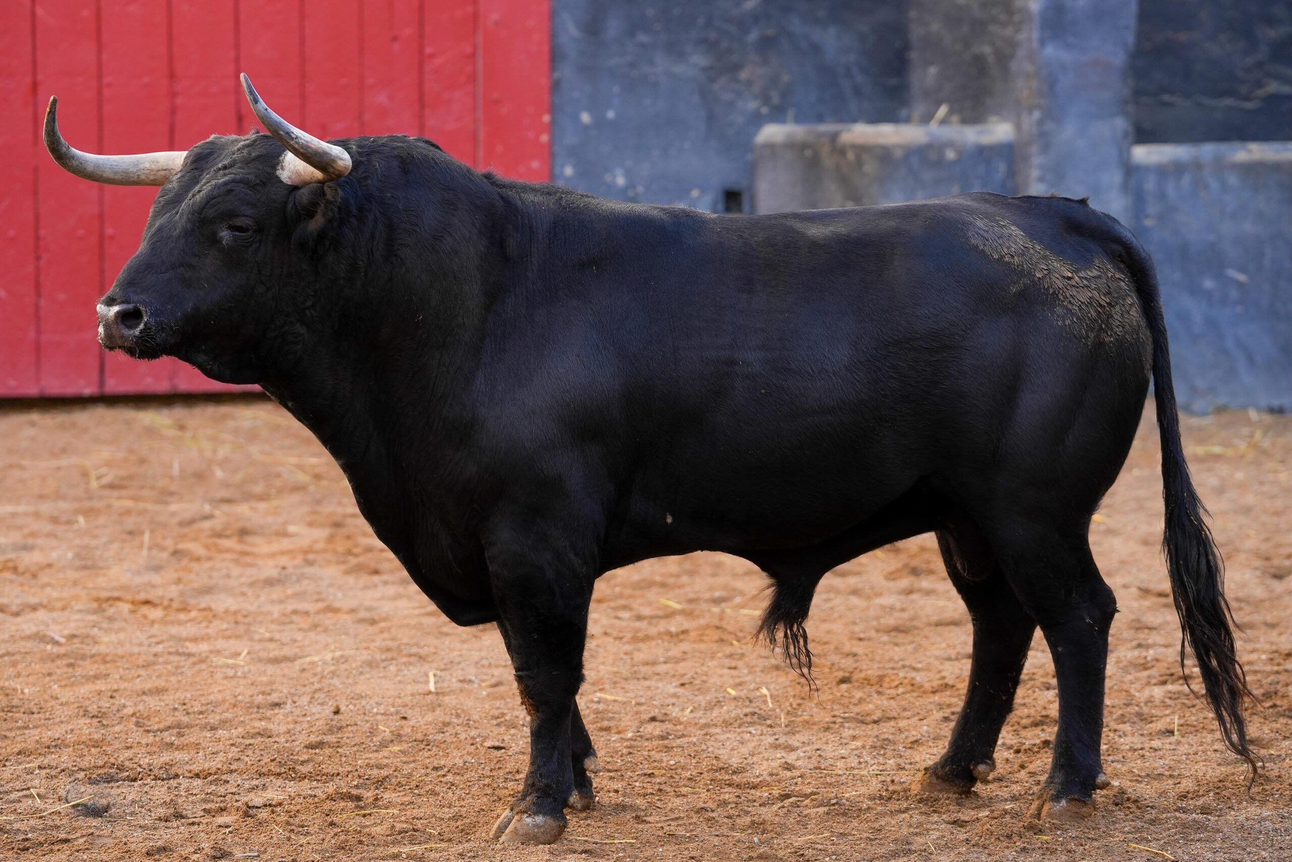 CHELITO, cuarto toro de Garcigrande