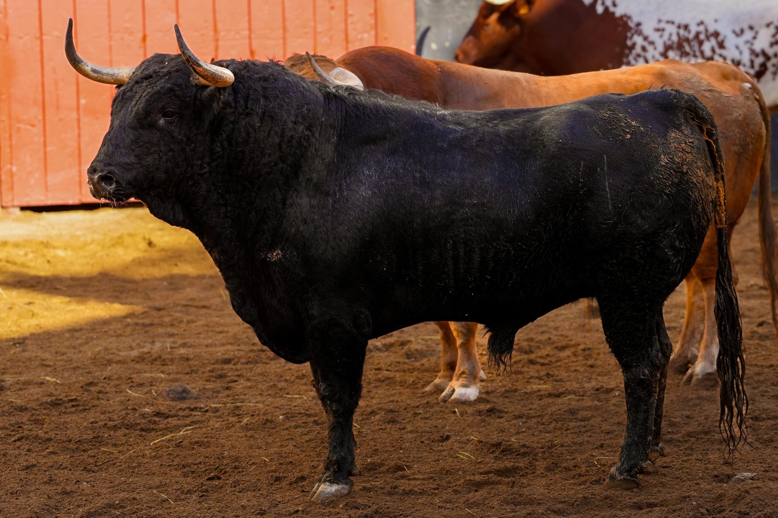 PASTELERO, segundo toro de Garcigrande