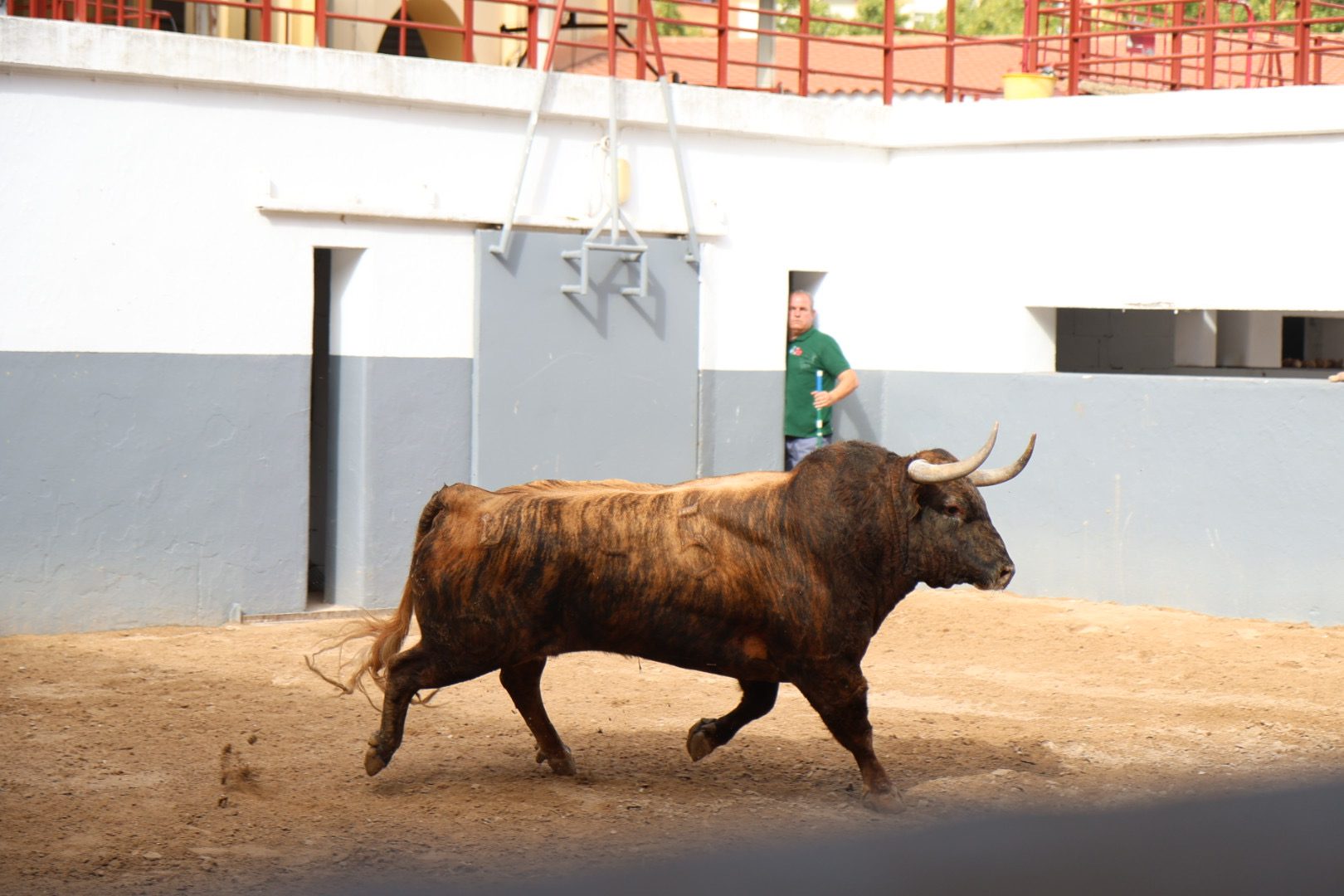 'Marchante' de Conde de Mayalde abre la feria en Albacete