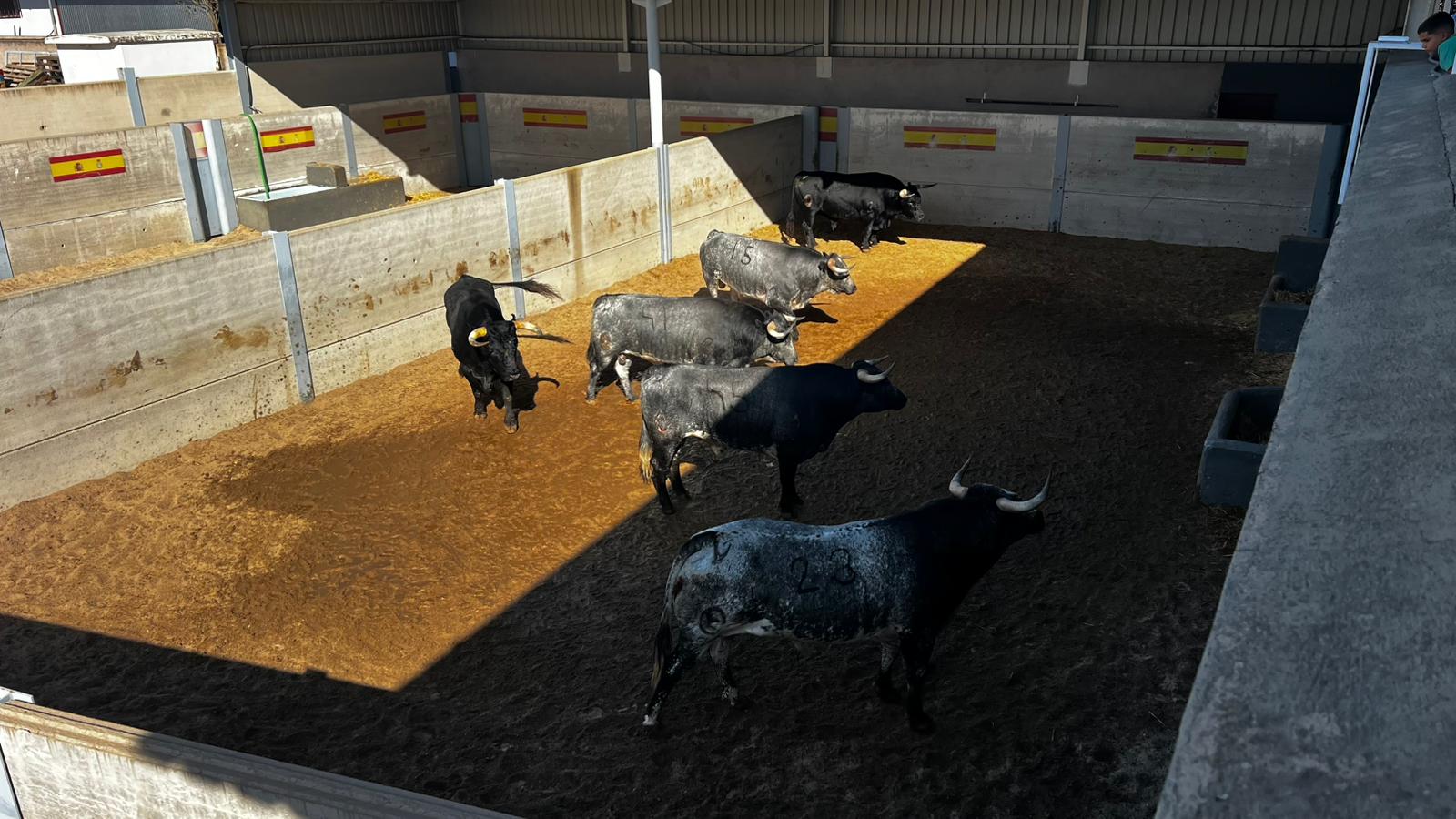 Seis novillos de Ana Romero para abrir el XXVI Alfarero de Oro de Villaseca de la Sagra