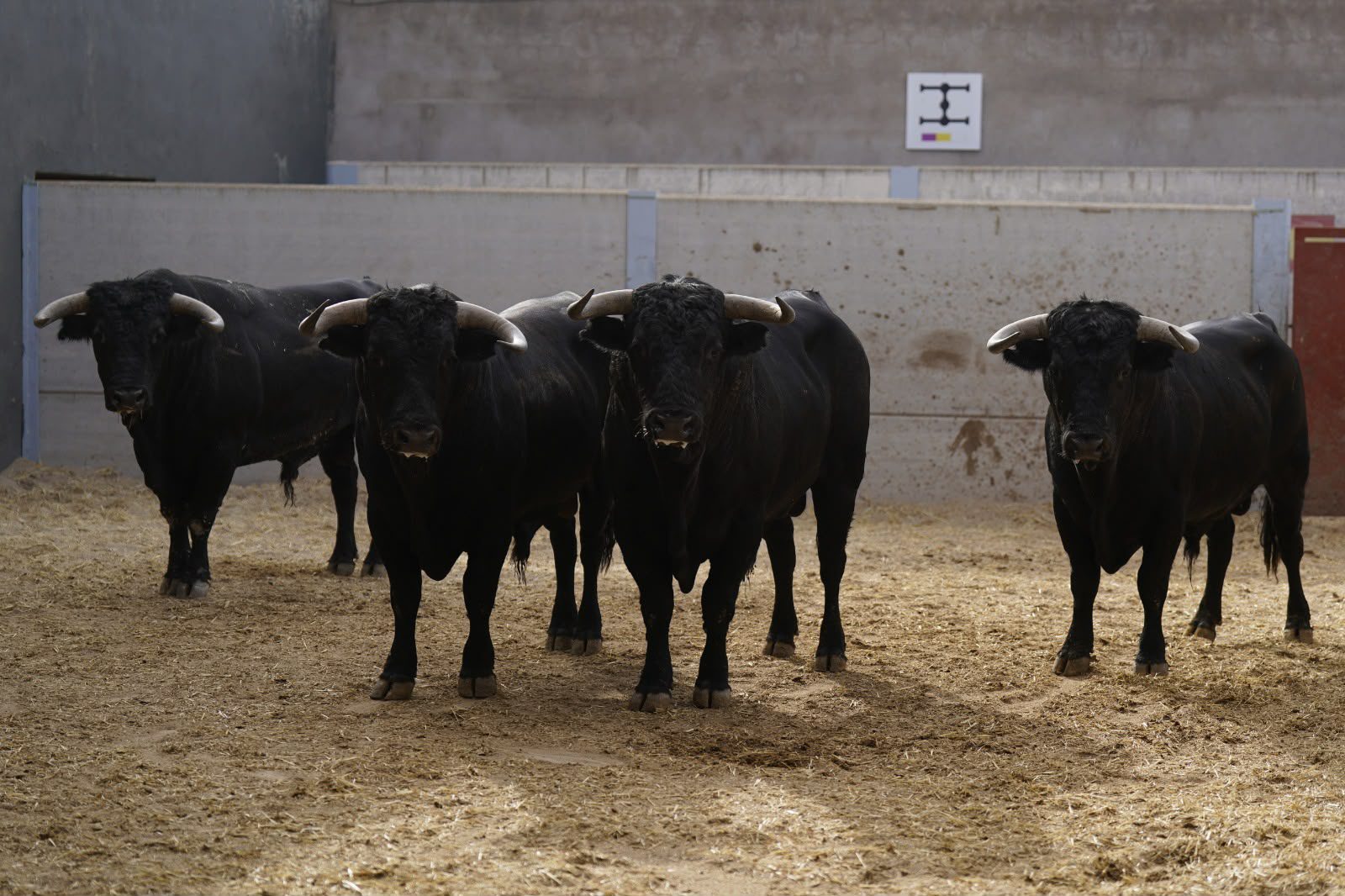 Seis novillos de Cuadri para cerrar el Alfarero de Oro de Villaseca de la Sagra