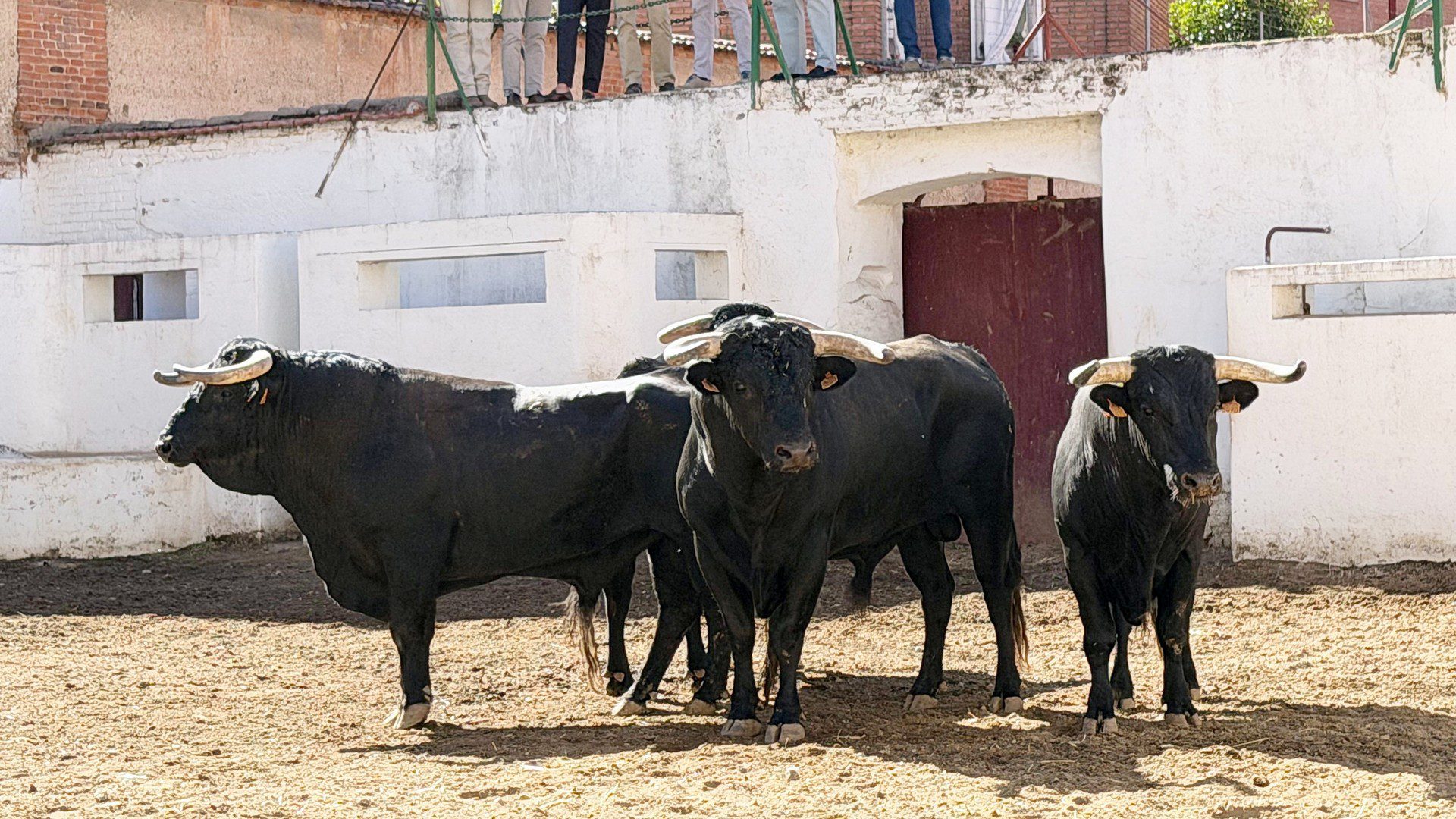 «Botinero» abre el cierre de Valladolid con Cartagena, Galán y Pérez de Gregorio