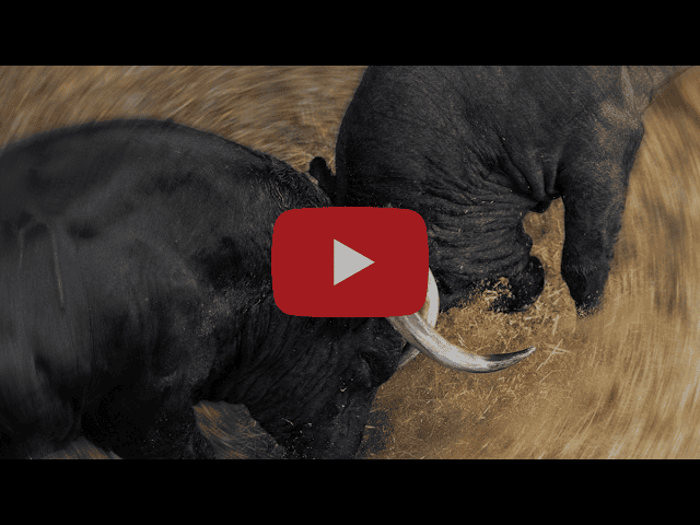 Los toros de la corrida concurso ya están en Las Ventas: así fue su desembarque
