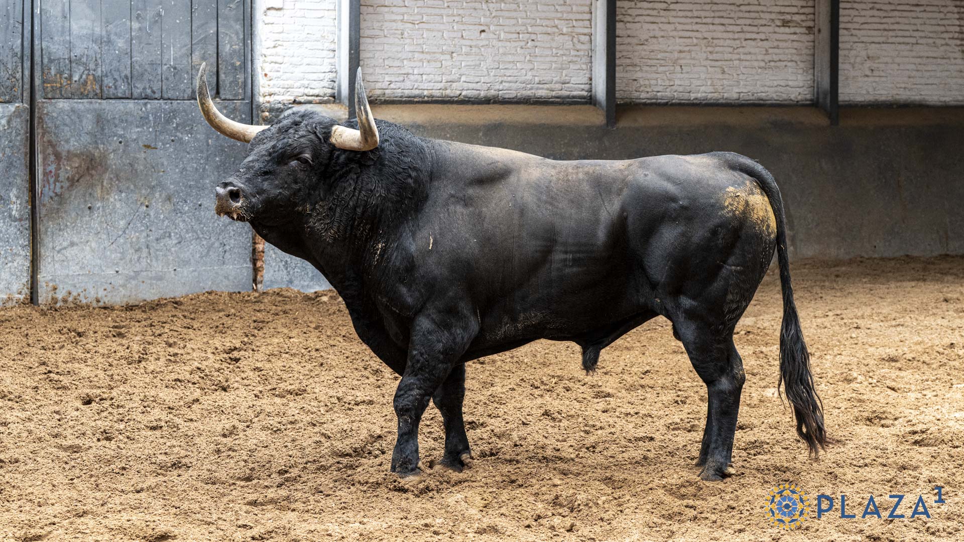 UVA-LARGA, toro de Conde de la Corte