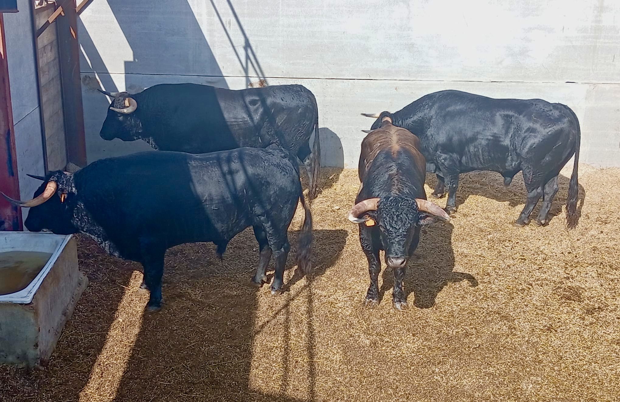 Seis de María Cascón abren la Feria del Arroz en Calasparra