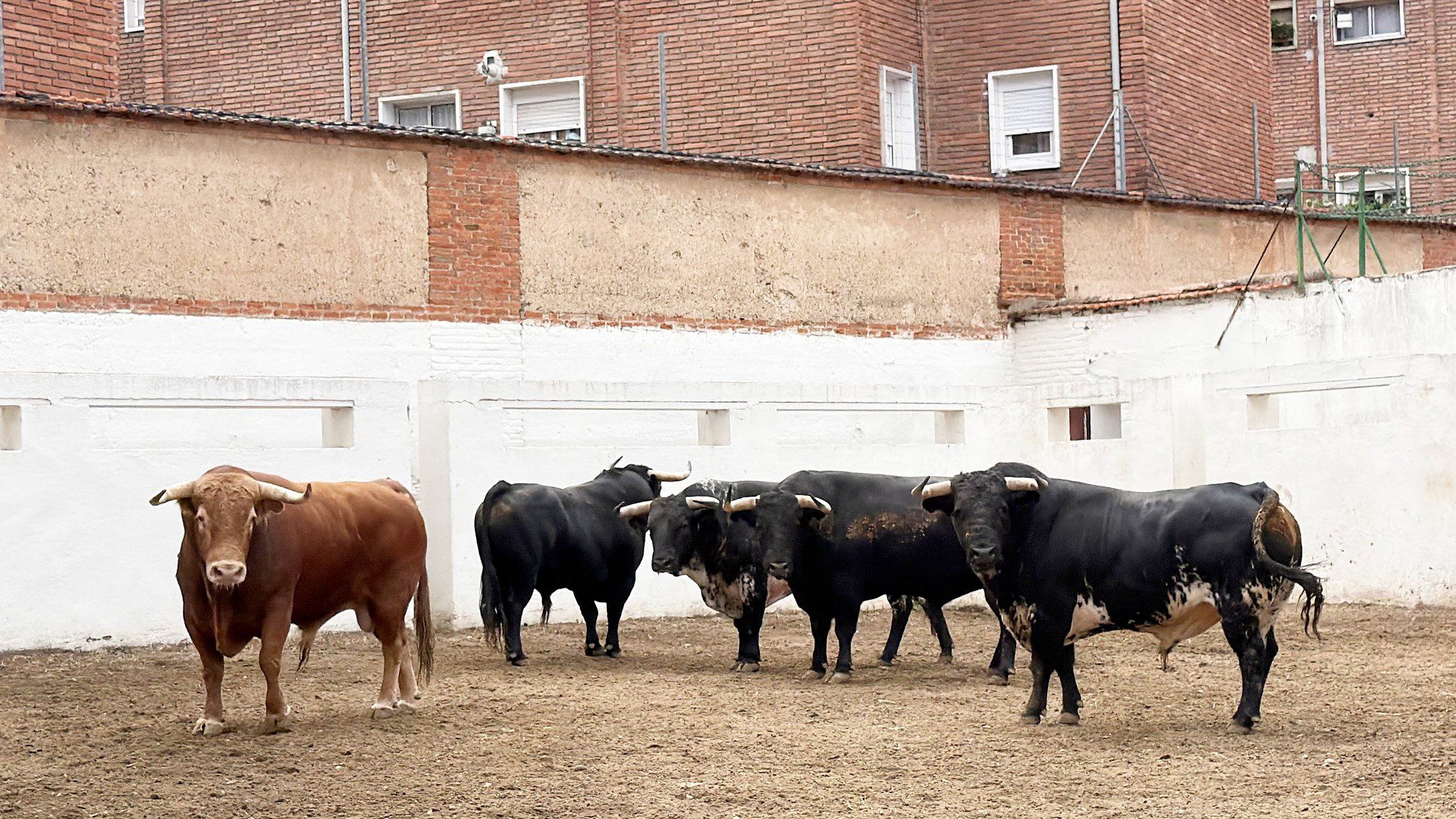 De 'Jocundo' a 'Cóndor' los seis de Victoriano del Río para esta tarde en Valladolid