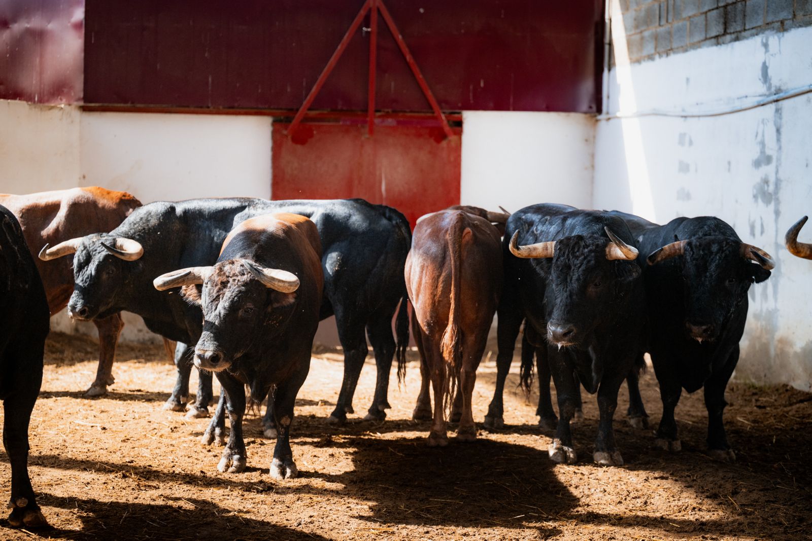 'Fumador' abre la de Núñez del Cuvillo esta tarde en Palencia