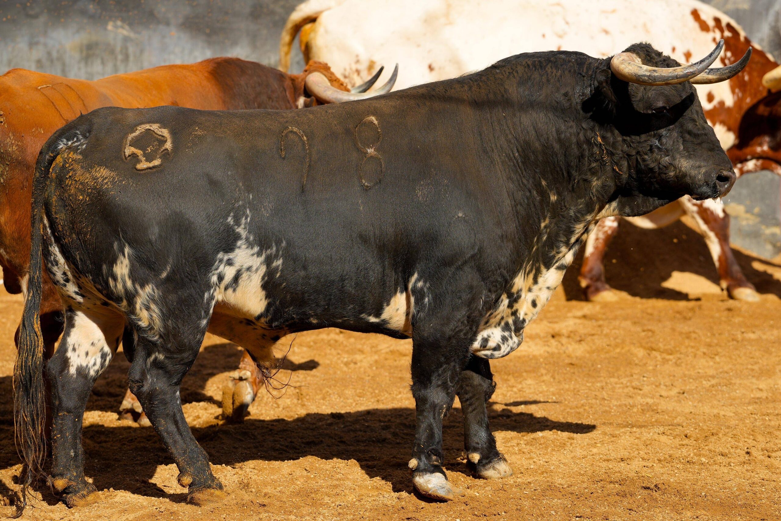 MANZANO, 2.º toro de Puerto de San Lorenzo