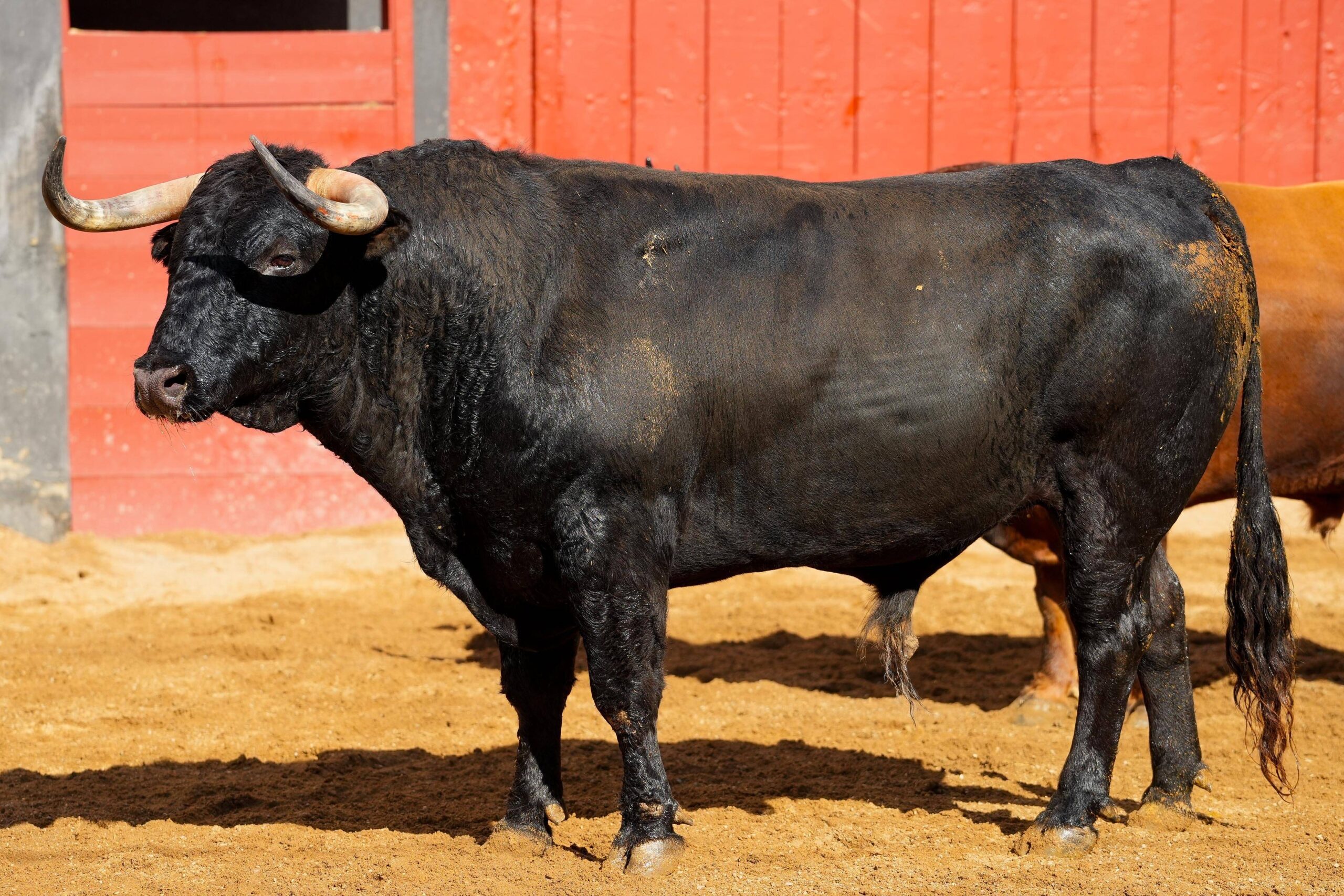 CUBA, 3.º toro de Puerto de San Lorenzo