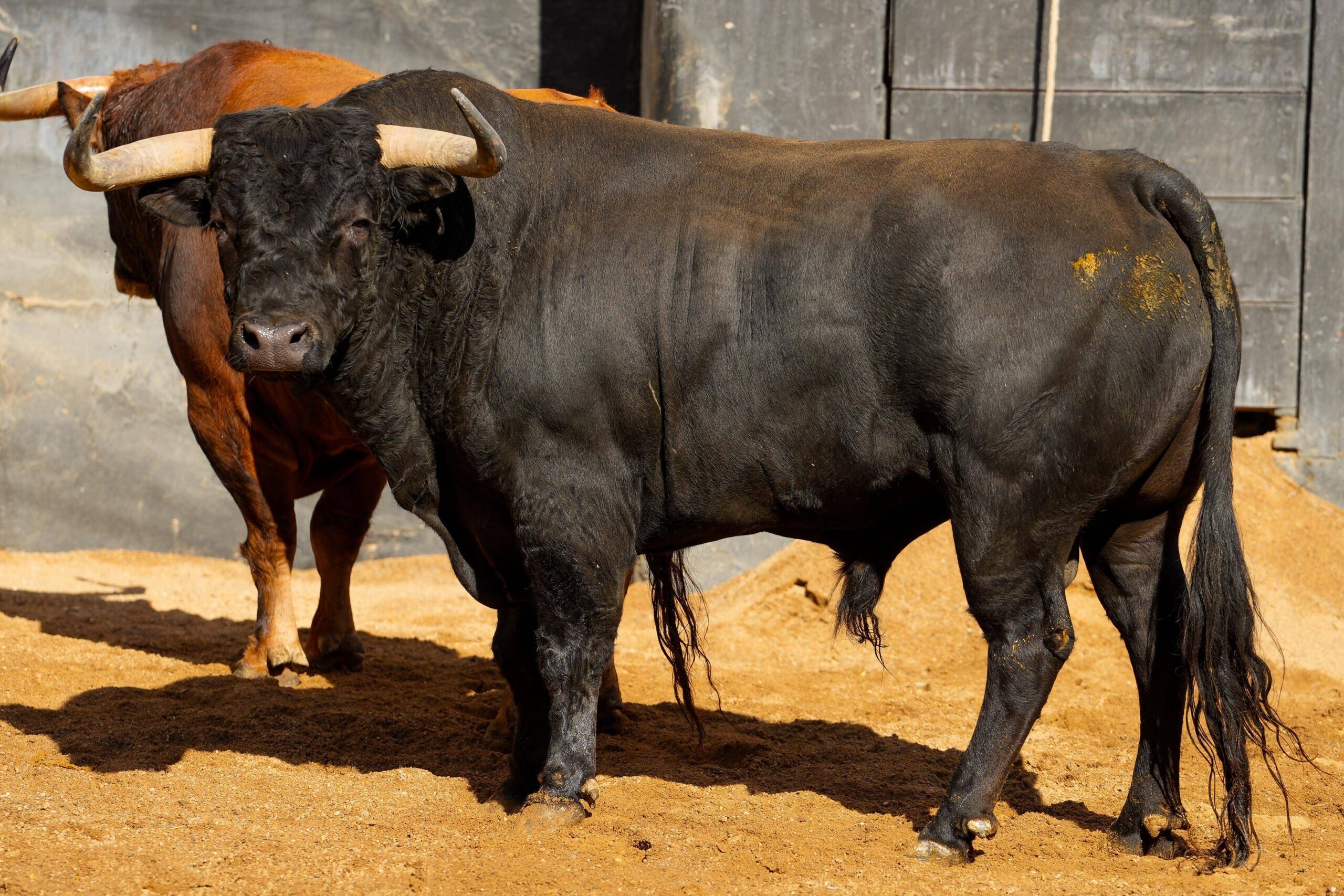CARTUCHERO, 4.º toro de Puerto de San Lorenzo