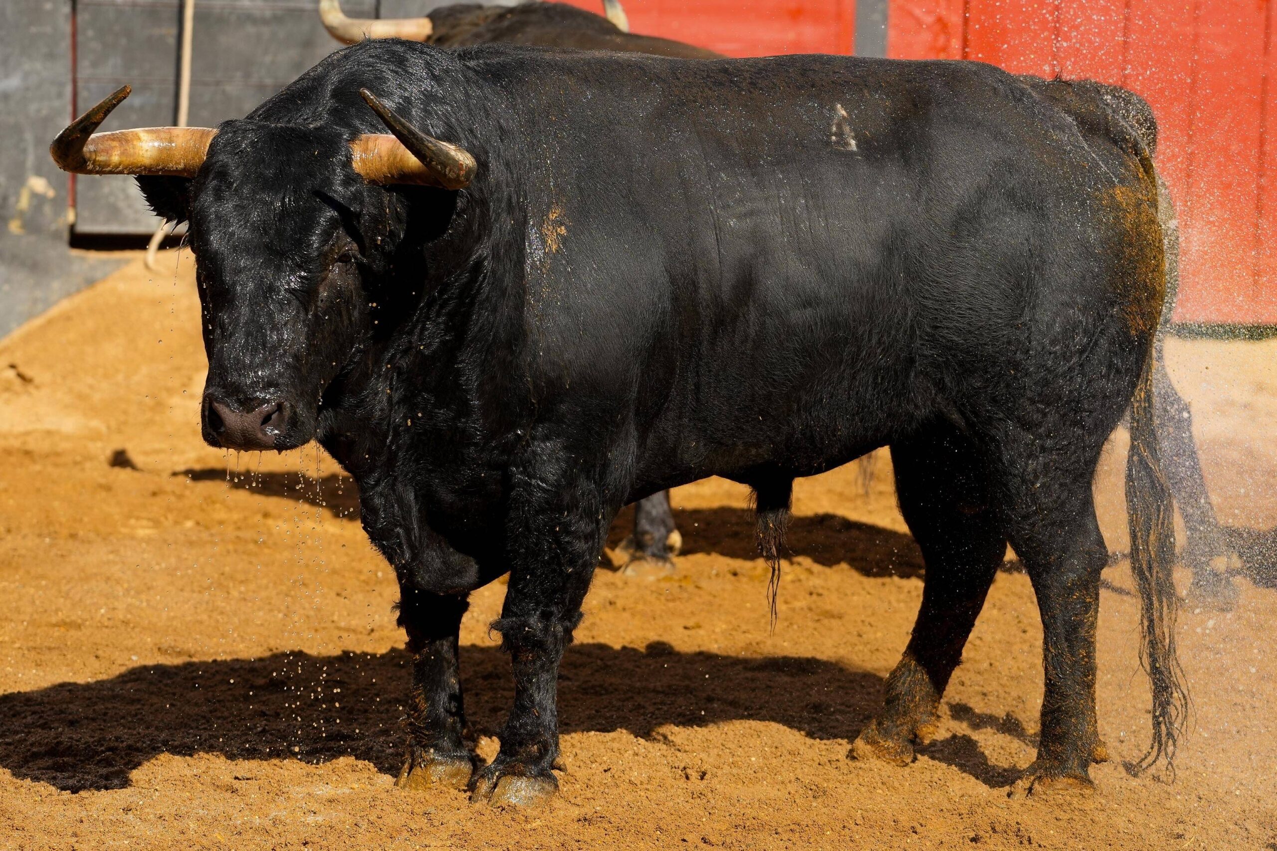 LIGANTESCO, 6.º toro de La Ventana del Puerto