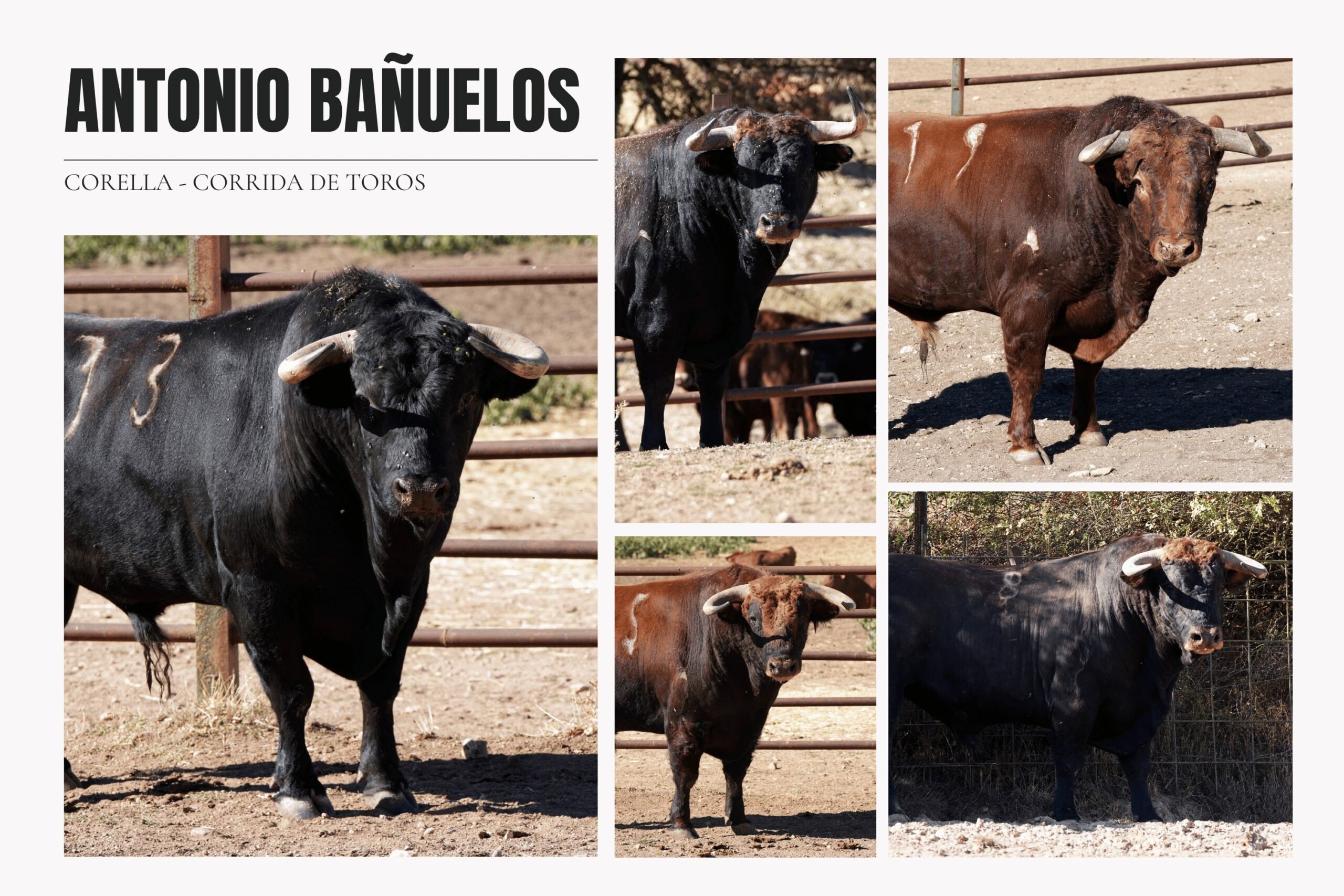 Así lucen en el campo los toros de Antonio Bañuelos para Corella (Fotos)
