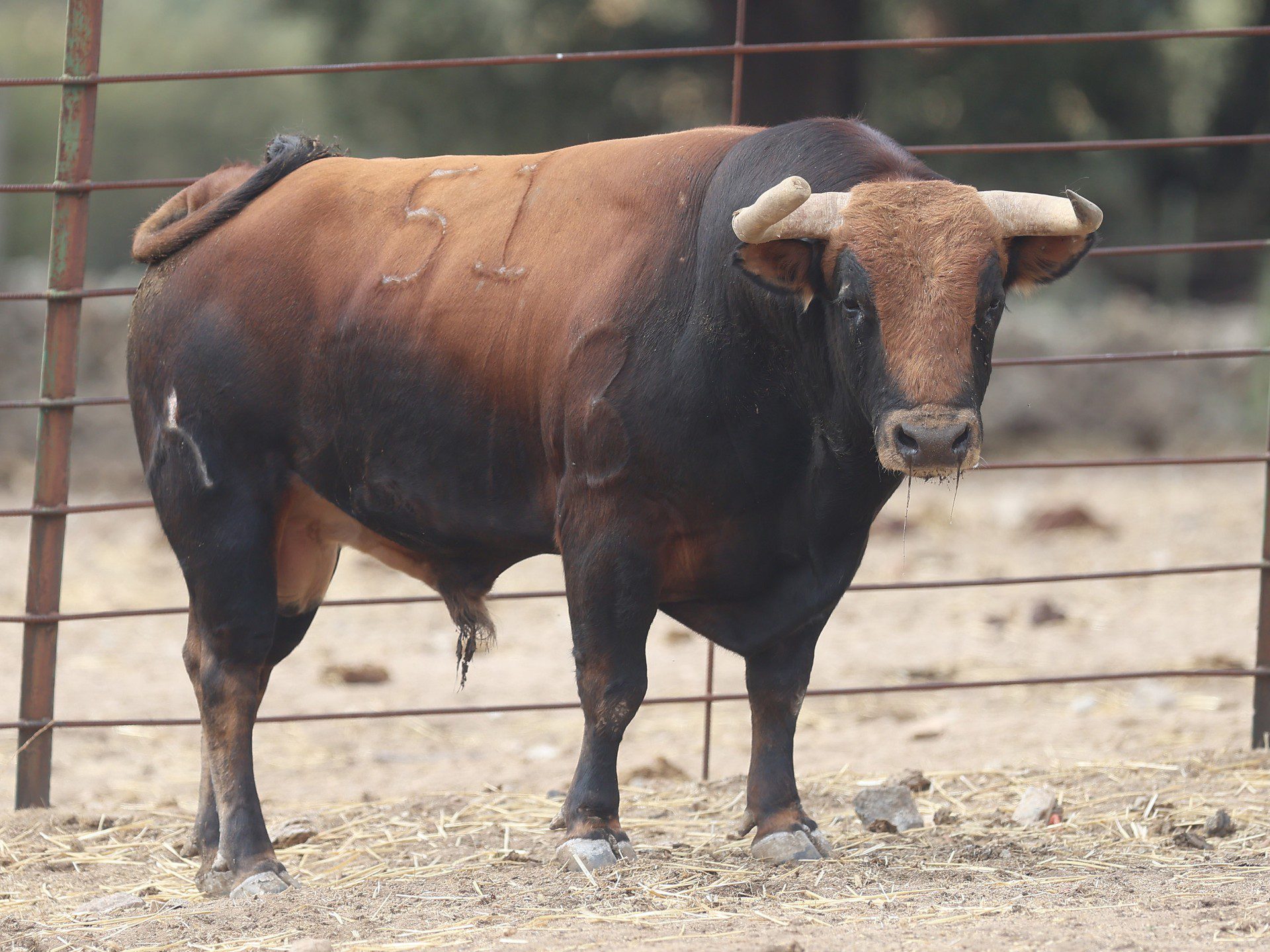 Así lucen en el campo los novillos de El Retamar para la tercera del Zapato de Oro (Fotos)