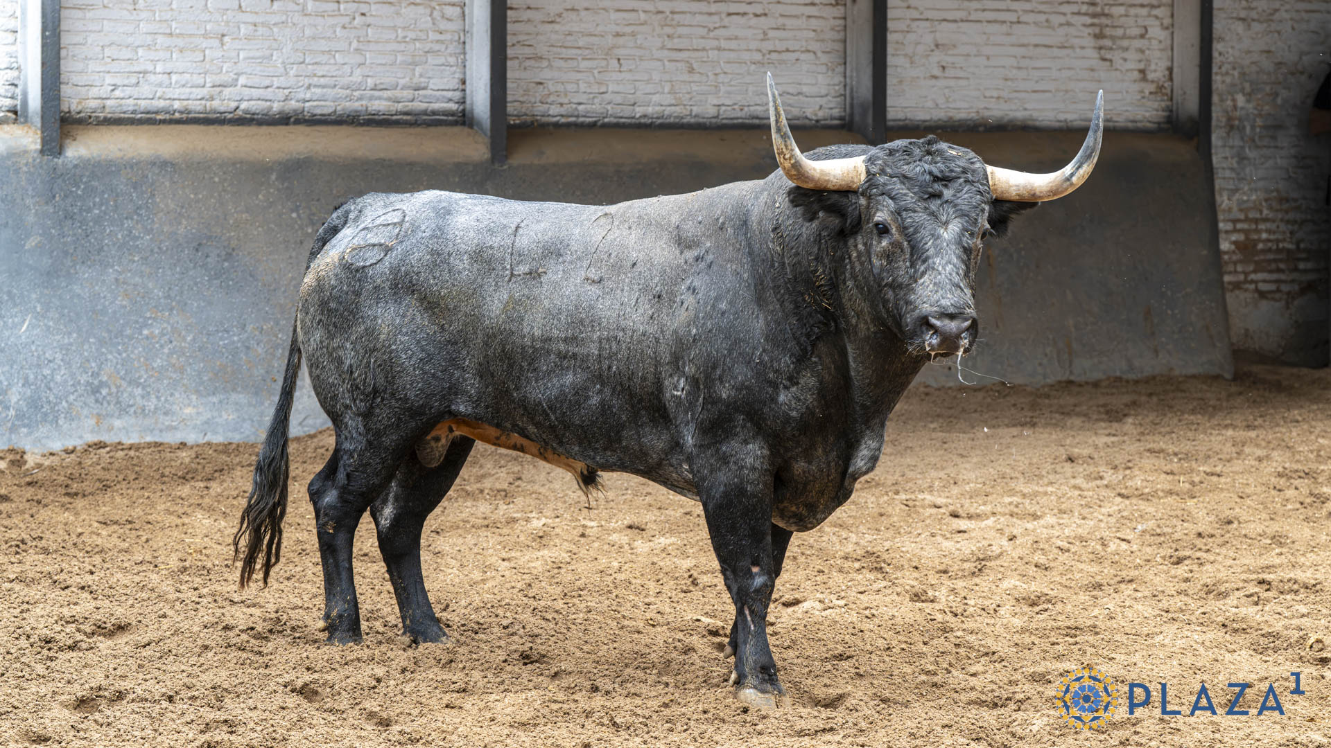CAZARRATA, toro de Saltillo
