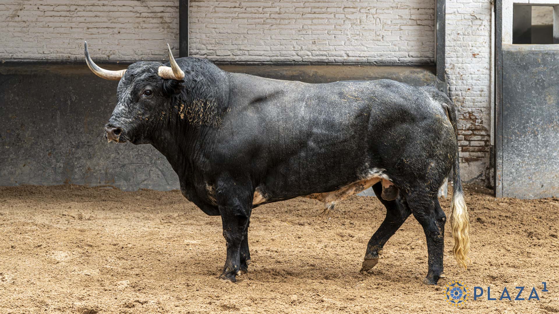 IMAGINARIO, toro de Pallarés