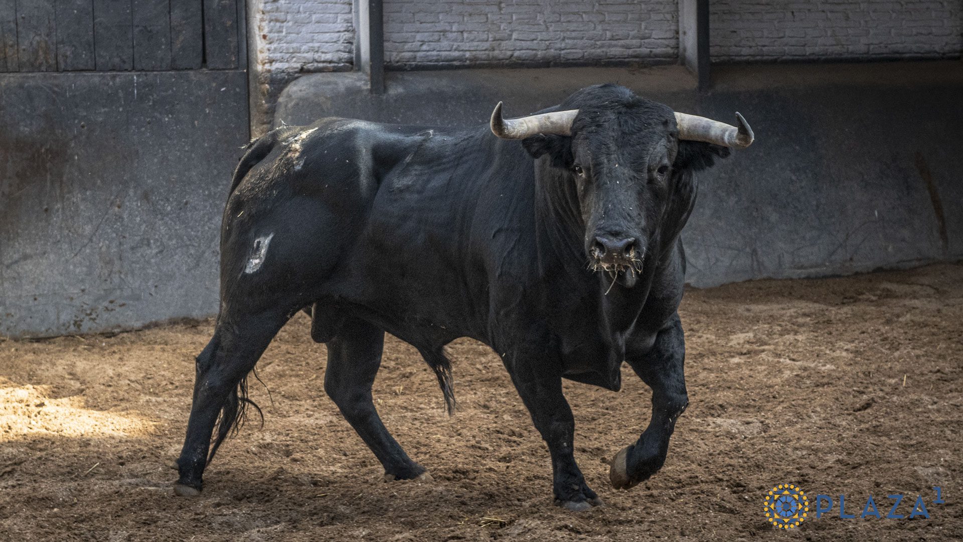 Andador II, quinto