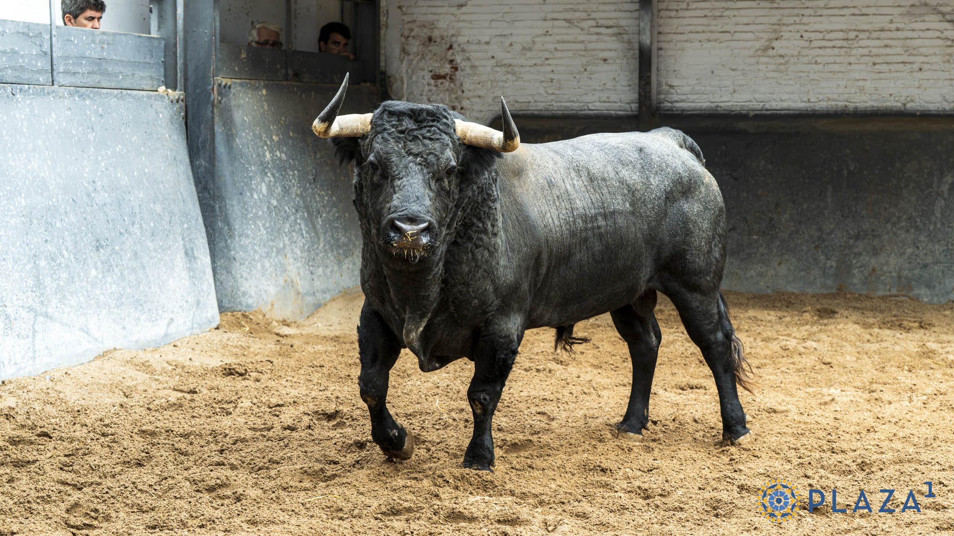 BELLOTITO, toro de Partido de Resina