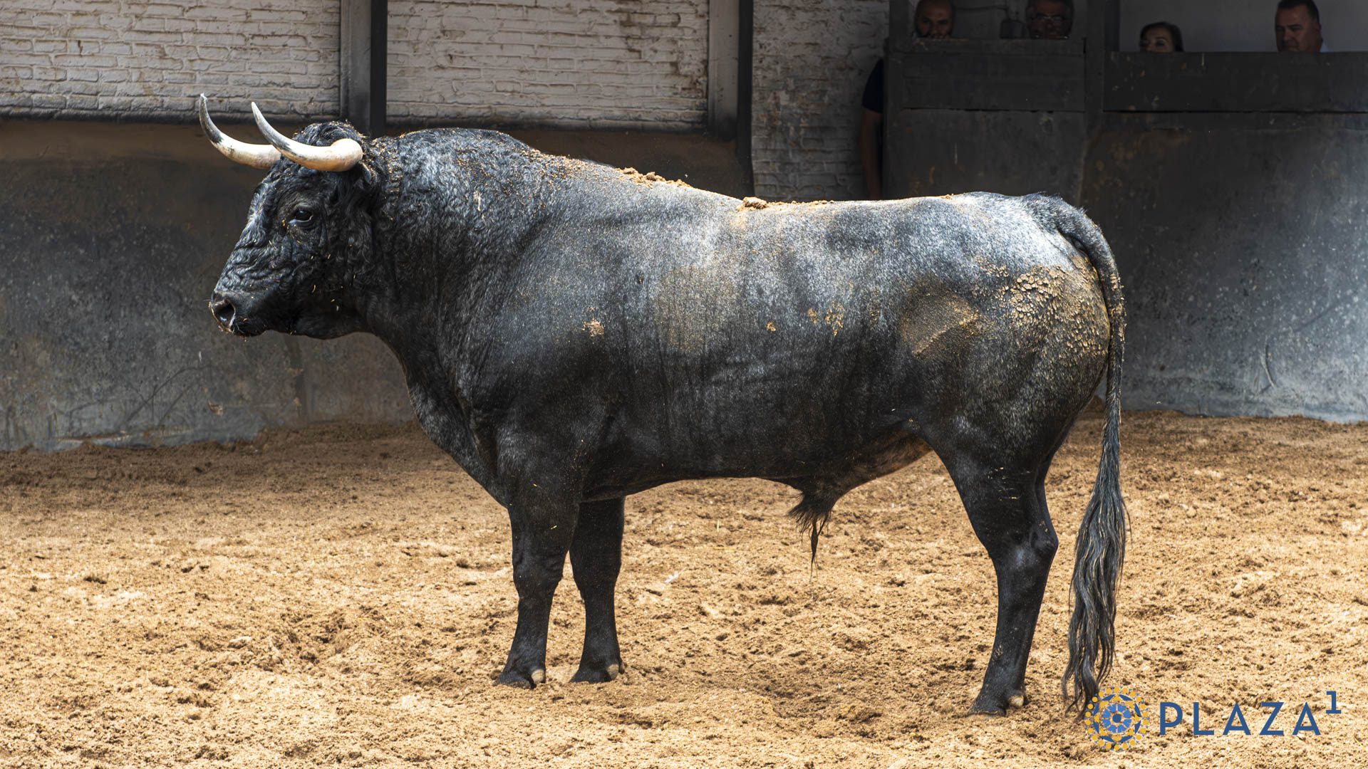 HUERTANO, toro de Valdellán