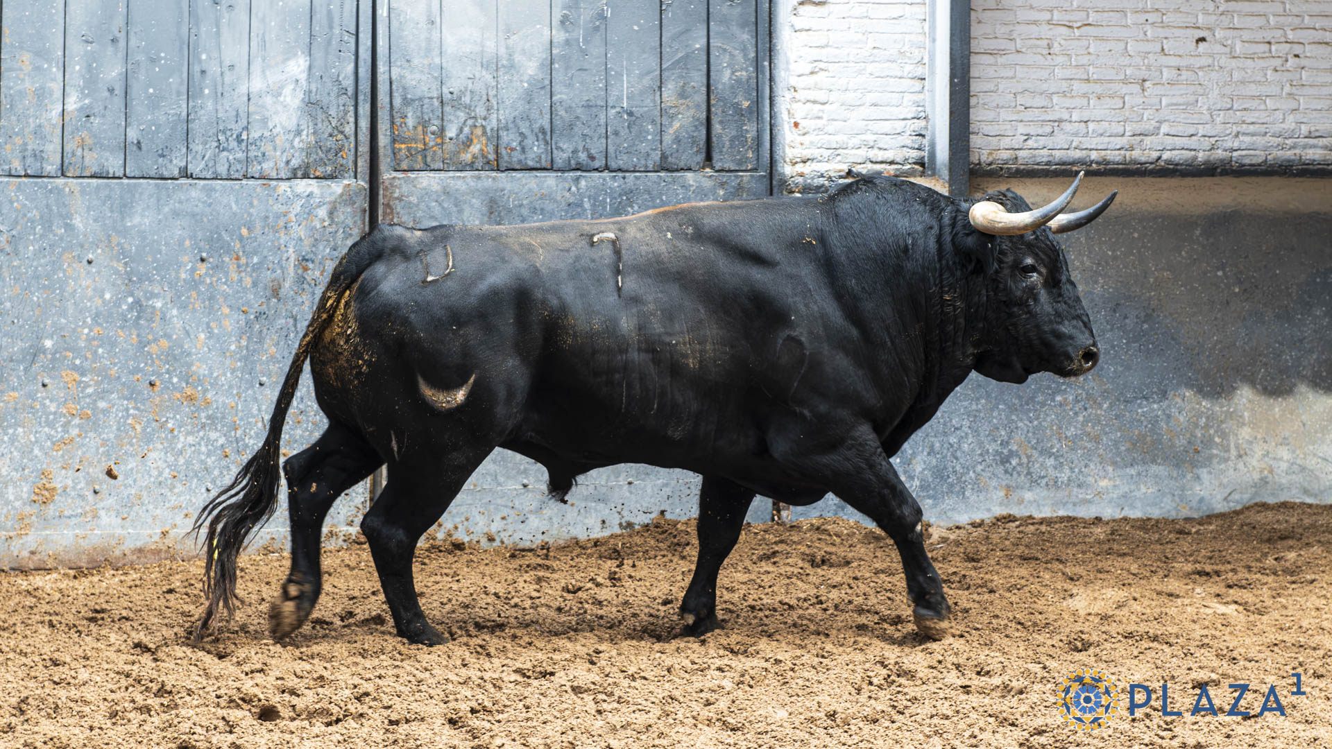 MARISCADOR, toro de Castillejo de Huebra
