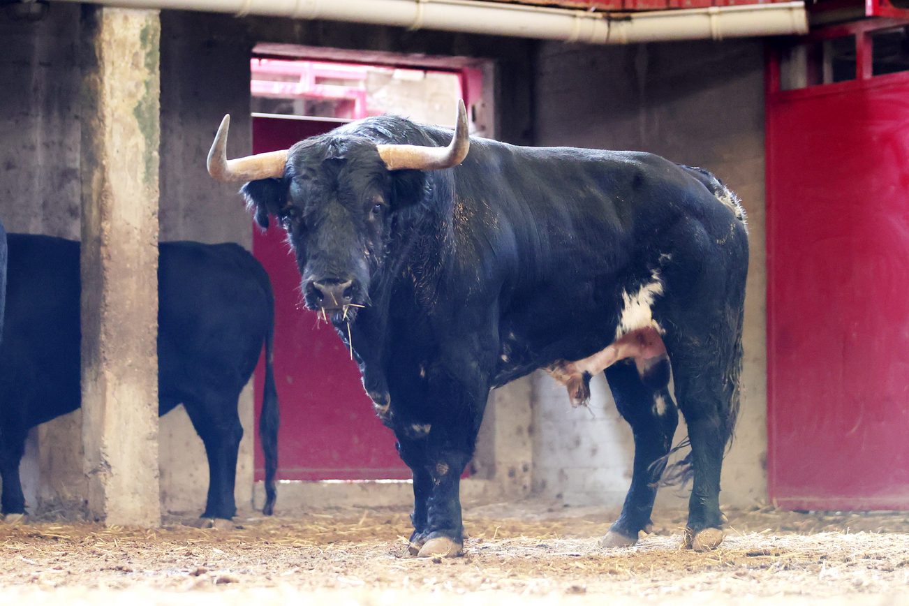Ambiente en corrales de Zaragoza