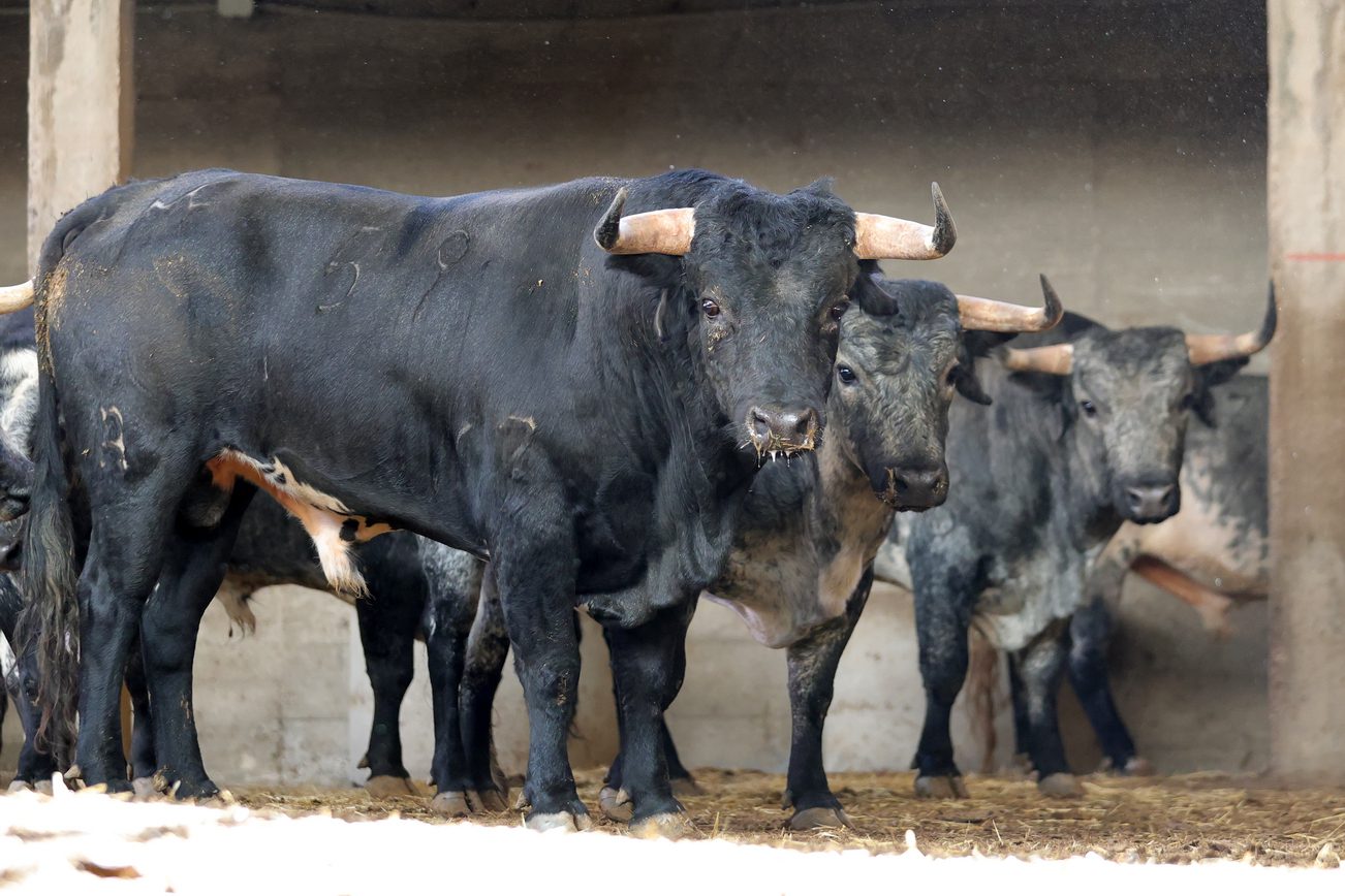 'Rabanito' de Los Maños abre la novillada que 'descorcha' la feria del Pilar en Zaragoza