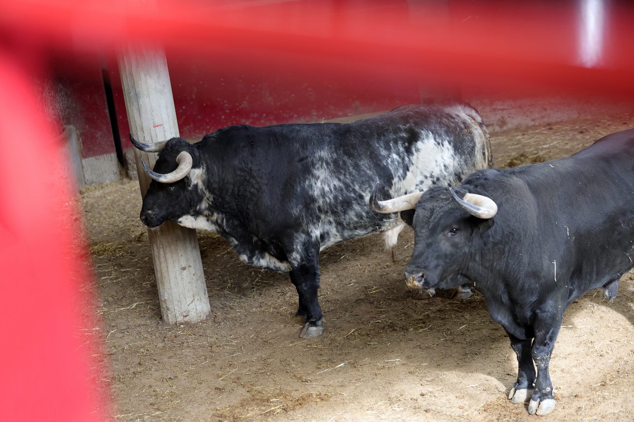 Ambiente en corrales de Zaragoza