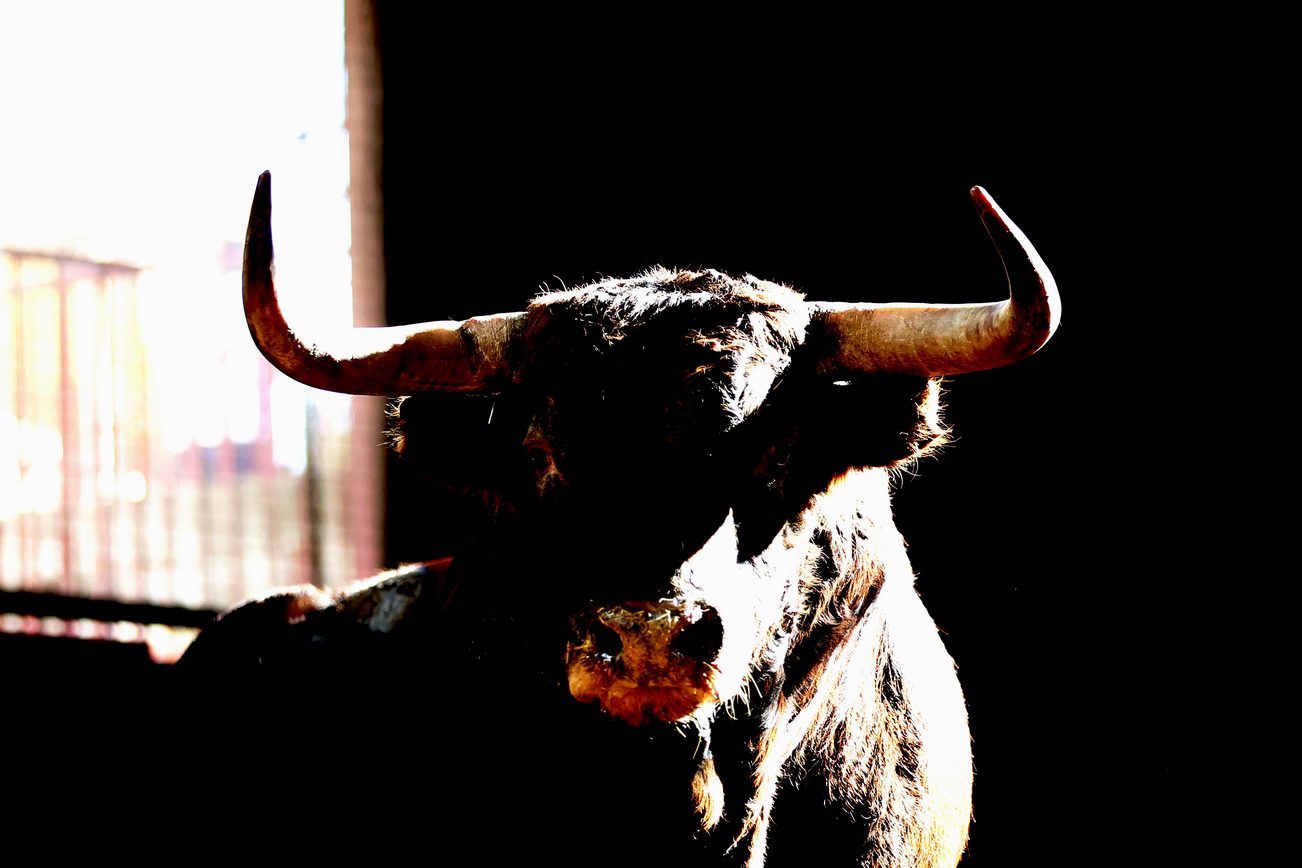 Ambiente en corrales de Zaragoza